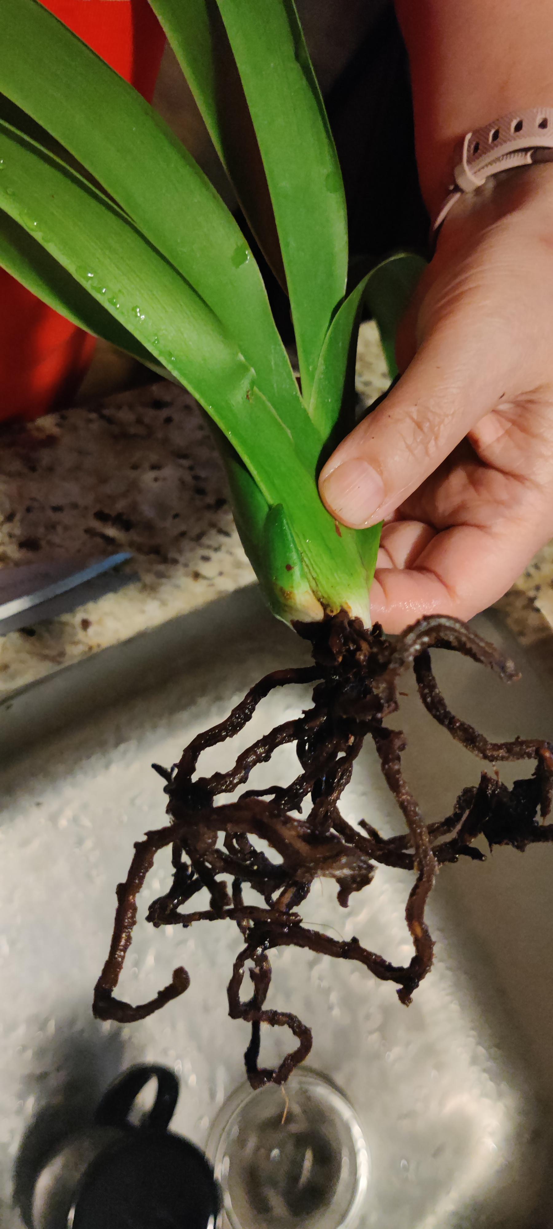 Can this orchid still be saved? r/orchids