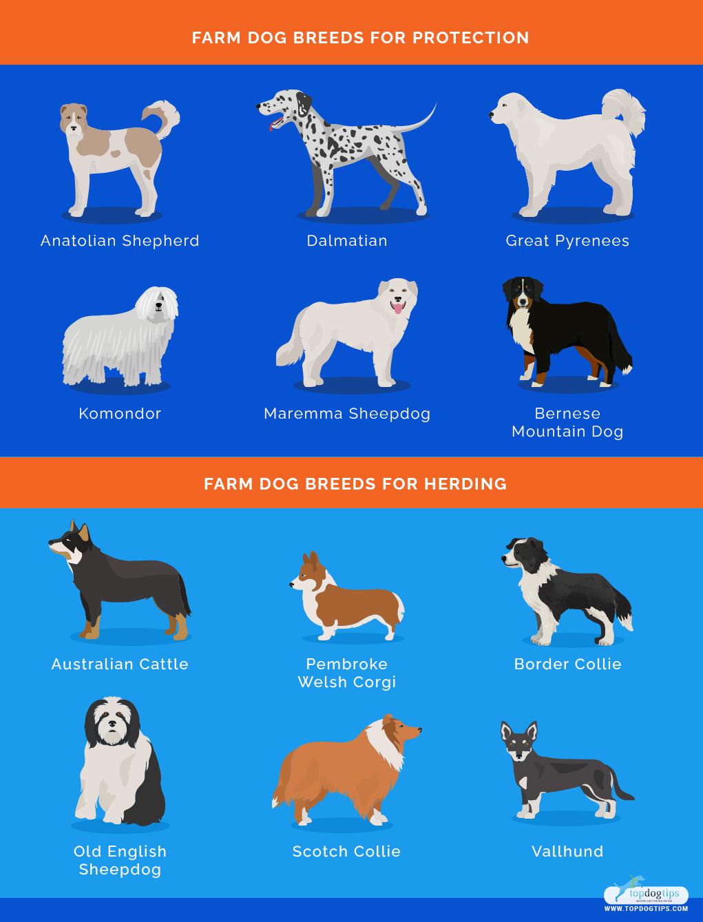 Best Dog Breeds for Country Living r/coolguides