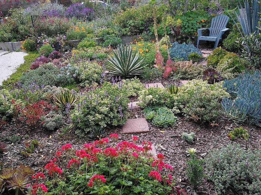 My dad's front yard is looking great! (Los Angeles, CA) r/gardening