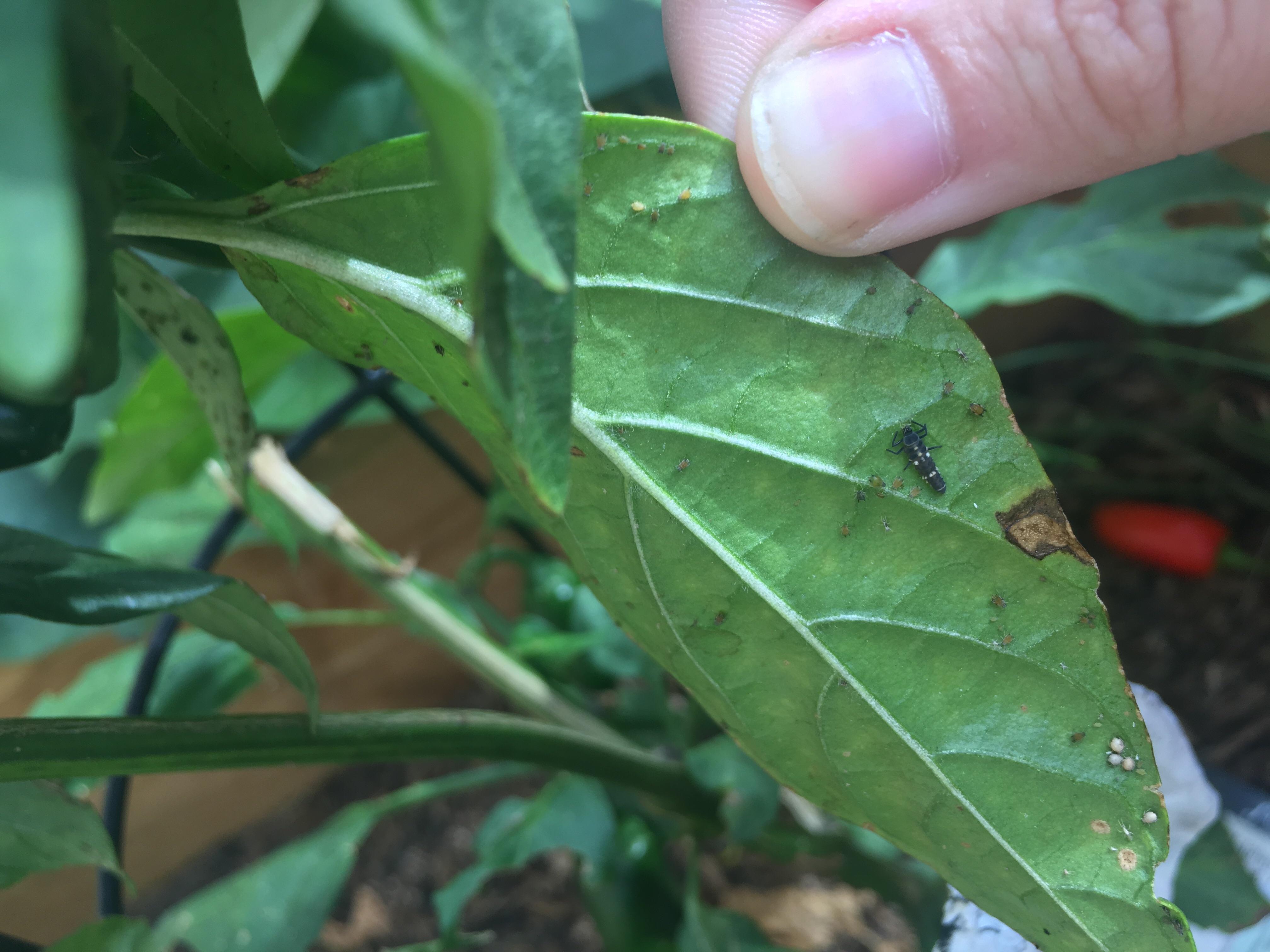 [NSW, Australia] Had not checked my jalapeño plant for a while and
