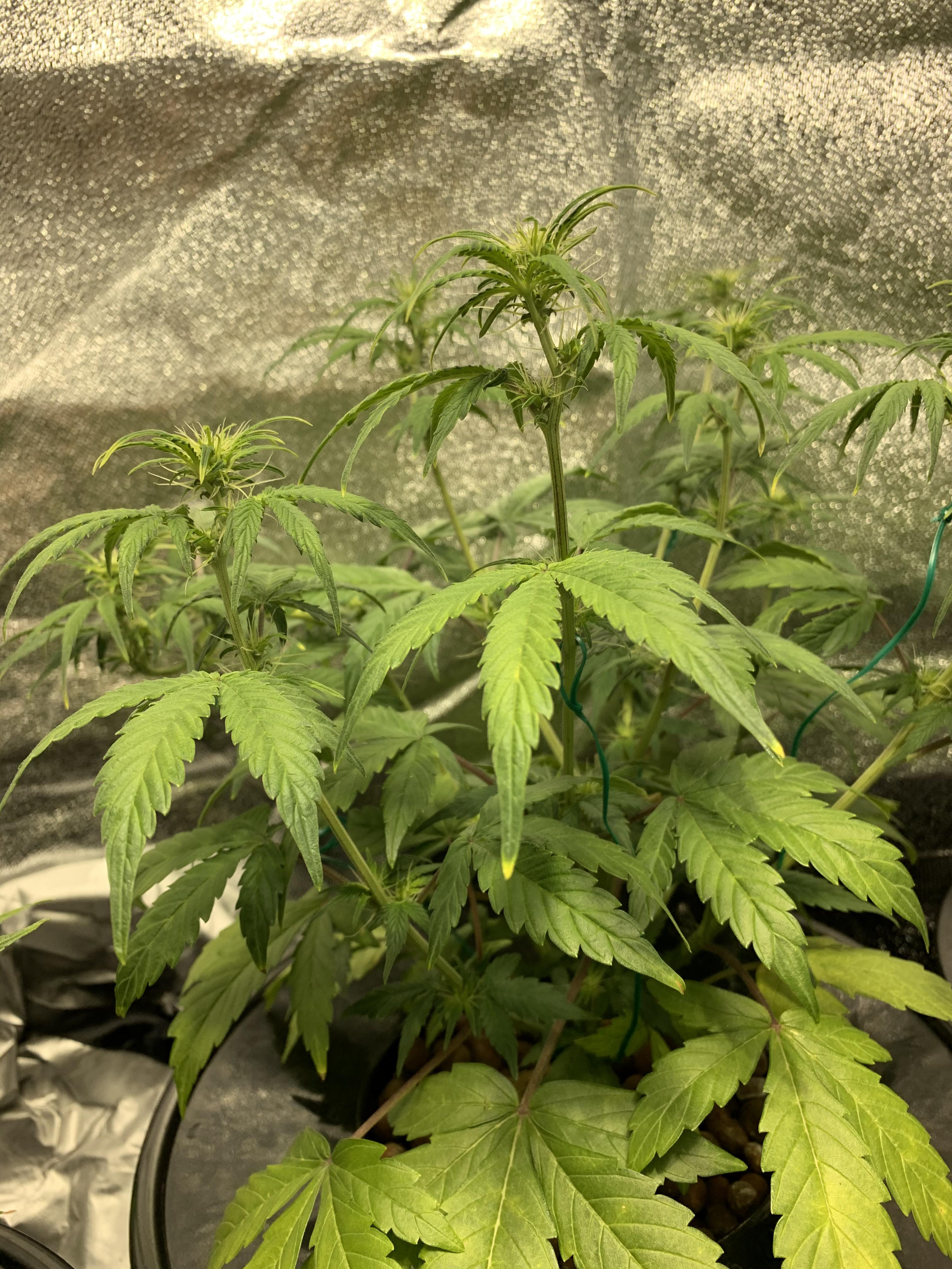 Bag seed auto? This 5 week old plant is from bag seed, supposed to be