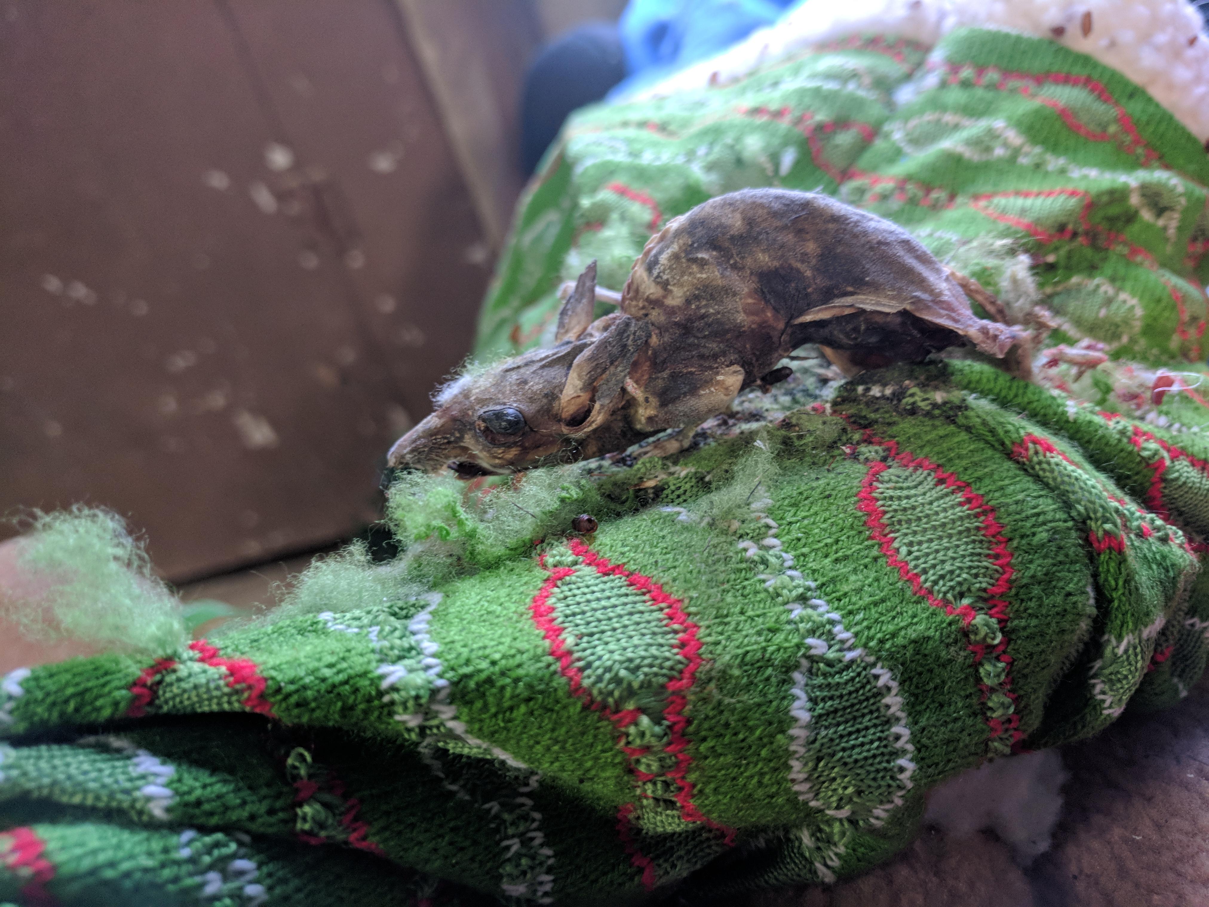 Winter is cruel to mice and maggots (festive) r/natureismetal