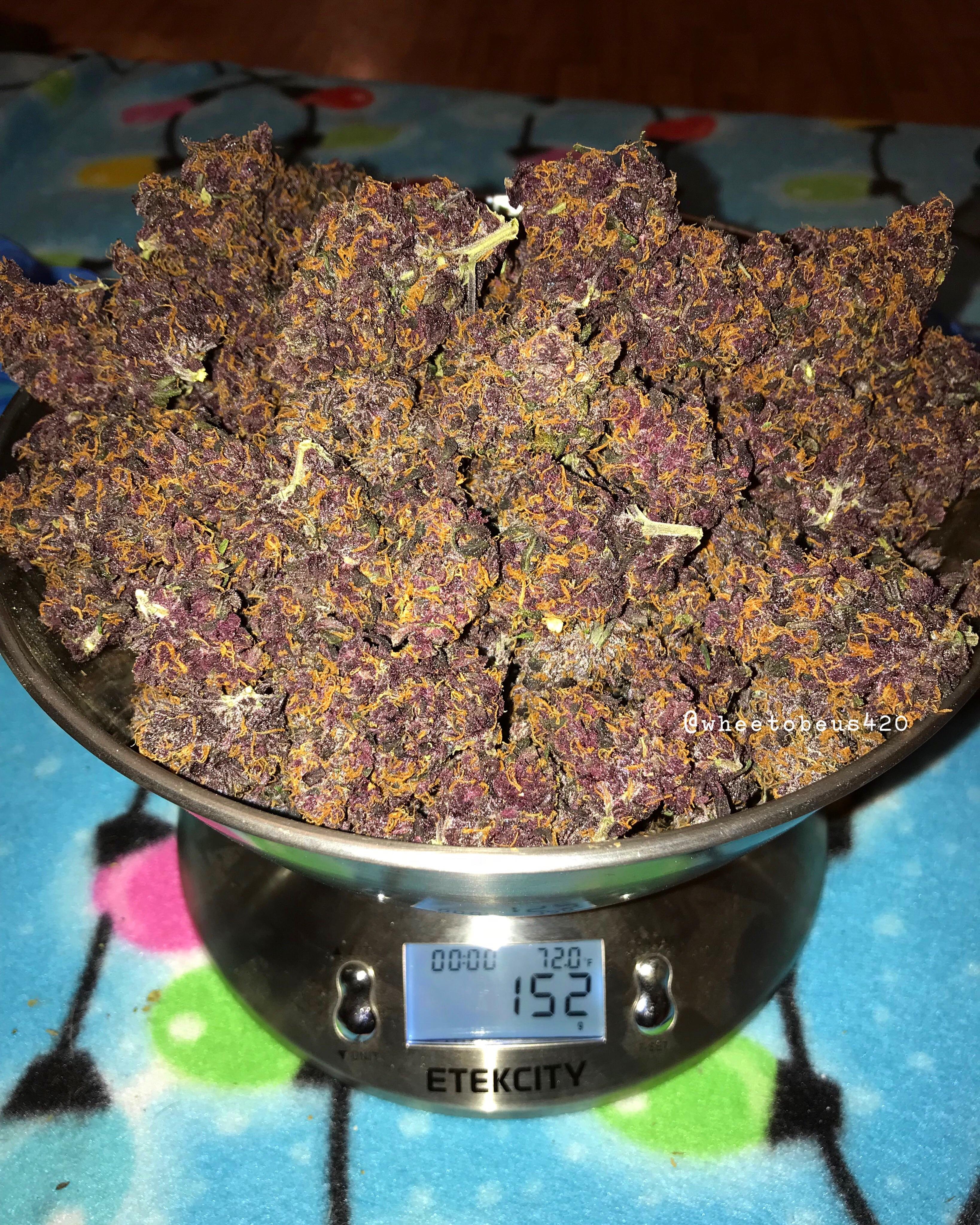 1 Red poison auto 🔥🎄 r/microgrowery