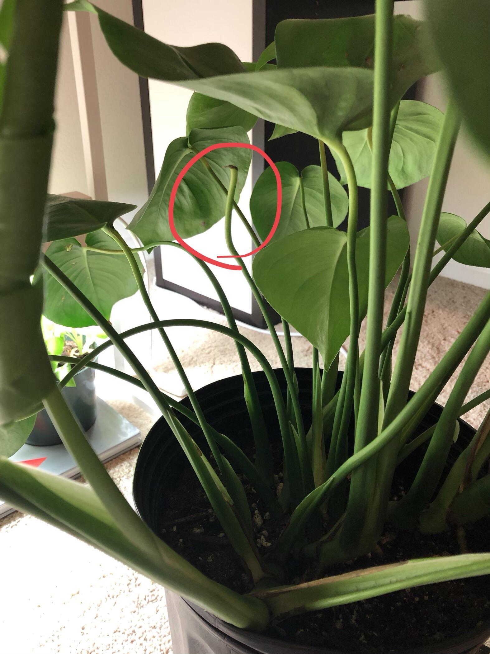 Should I cut off this leafless monstera stem or leave it? Will a new