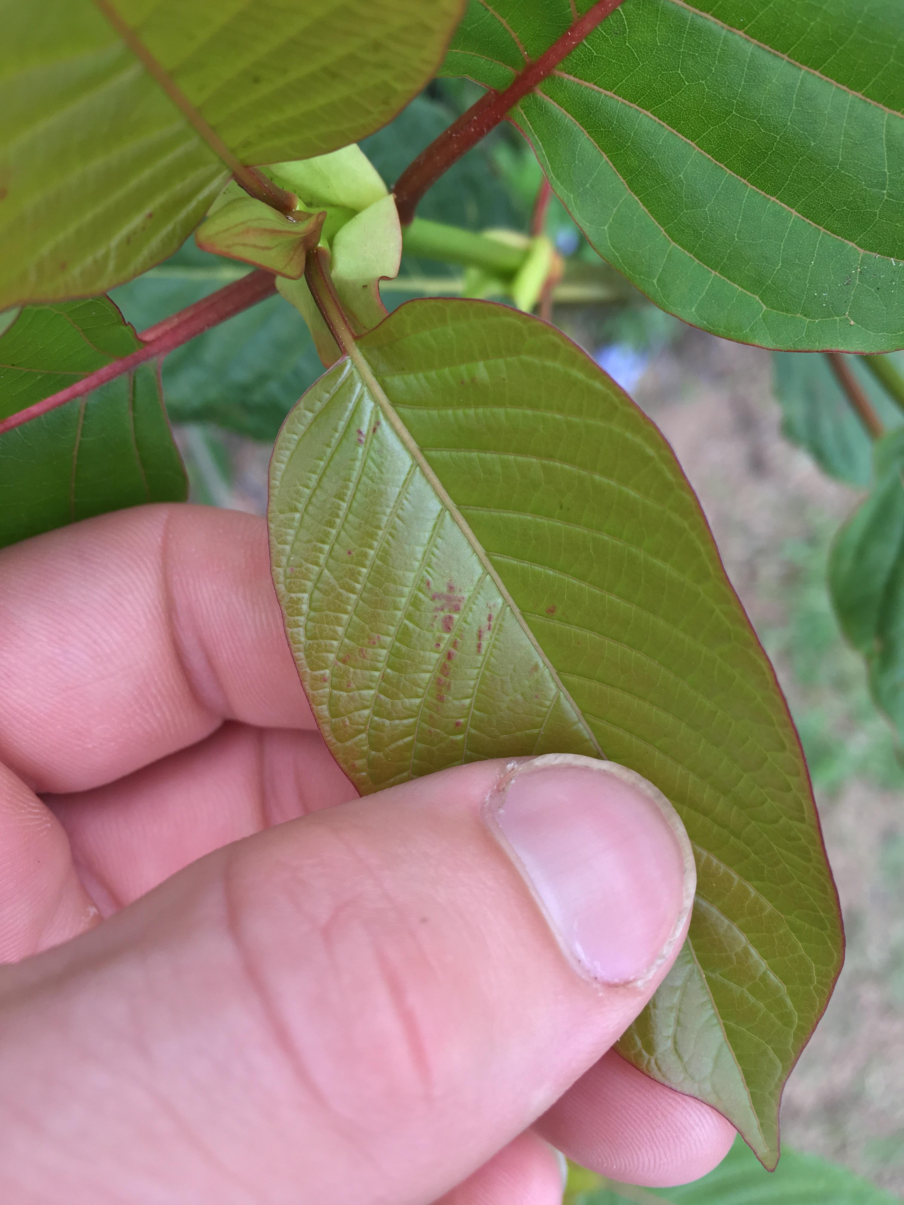 I’ve been getting these red dots on my plants. They turn in to holes