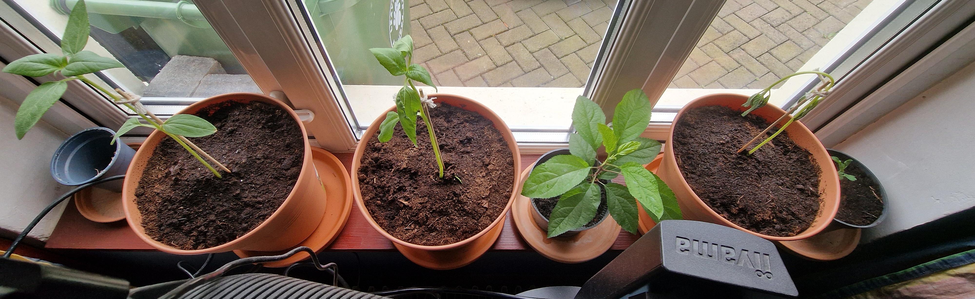 Sunflowers dying(died?) After repotting r/GardeningIRE