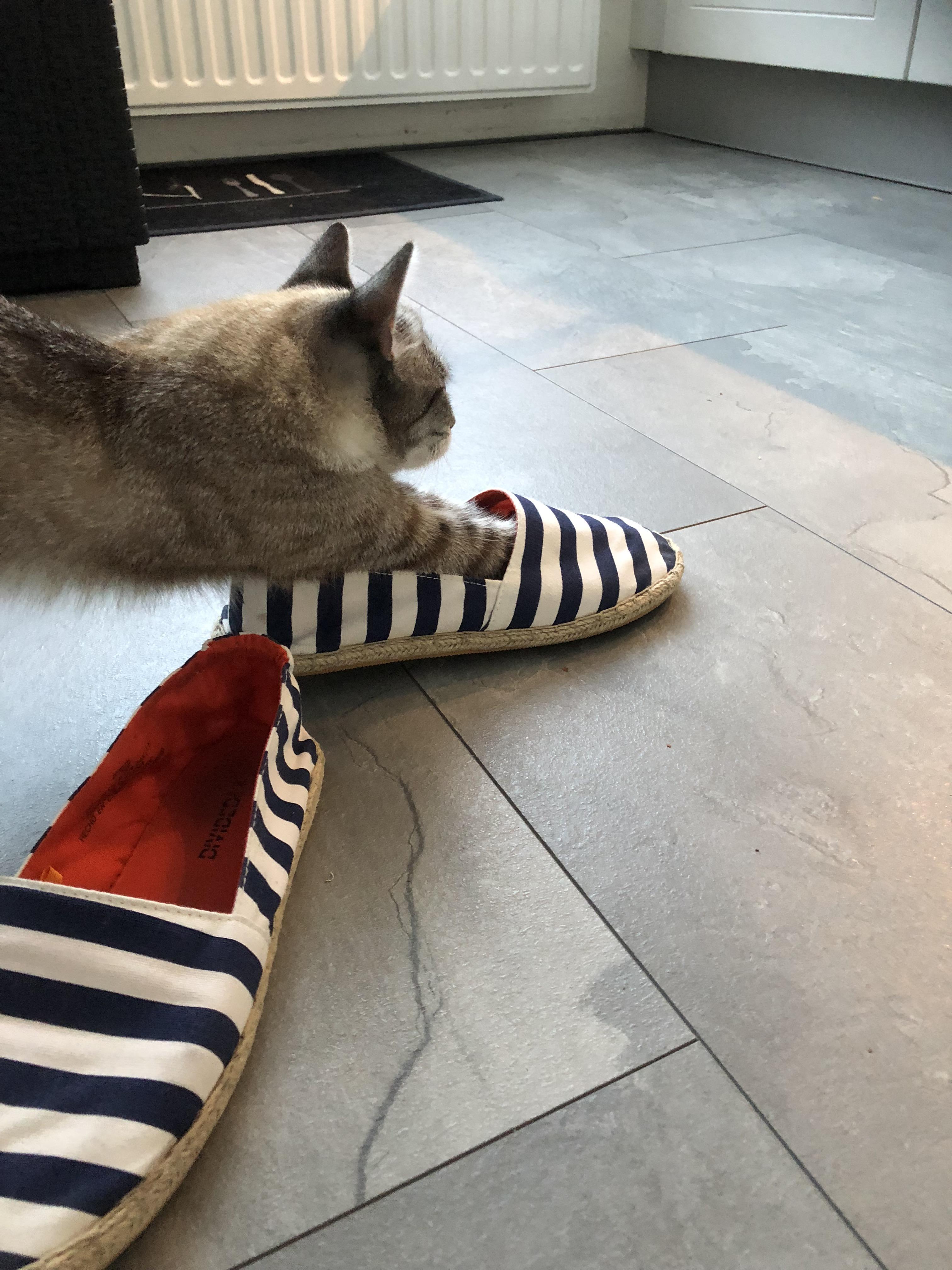 My sister’s cat, Mila, decided to steal my shoe. r/cats