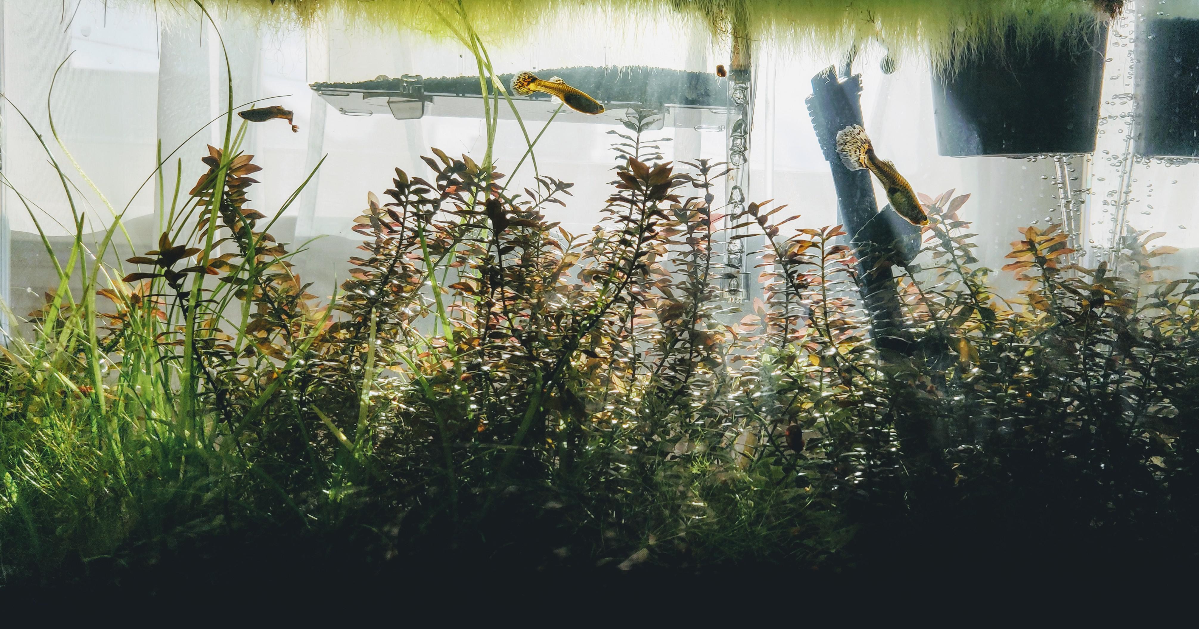 My freshwater community aquarium with sunlight streaming in from behind