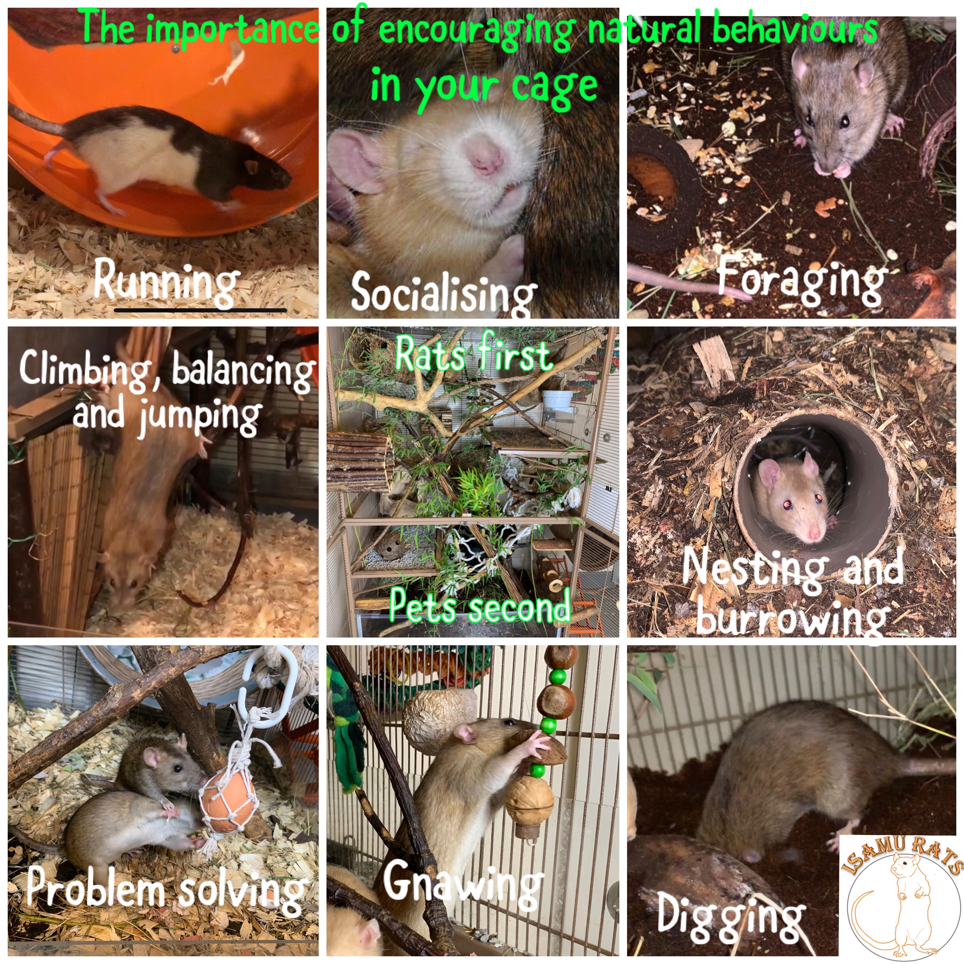 As rat owners it's really important we think about our rats as rats