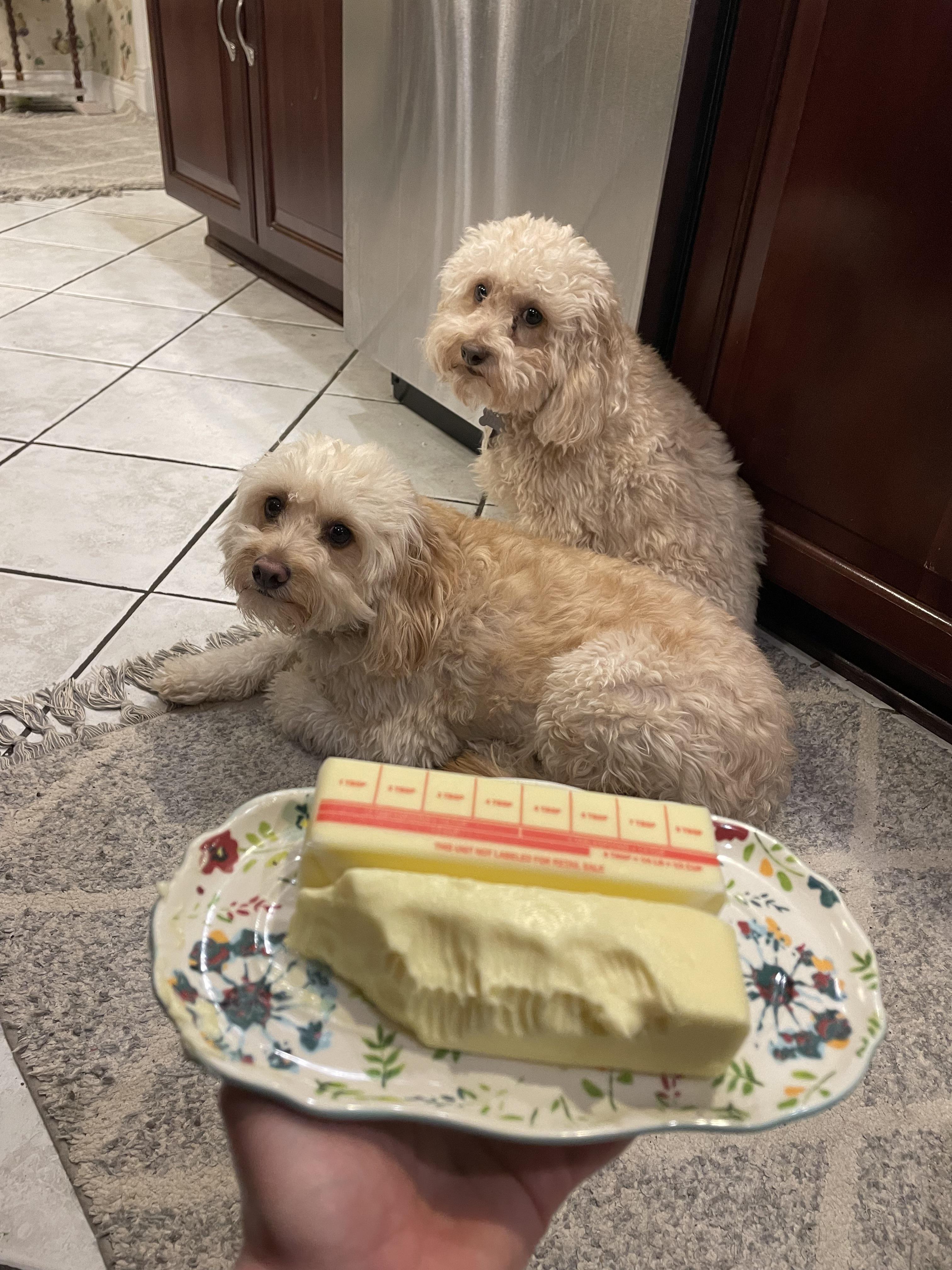 My sisters dogs jumped on the table and ate the stick of butter r