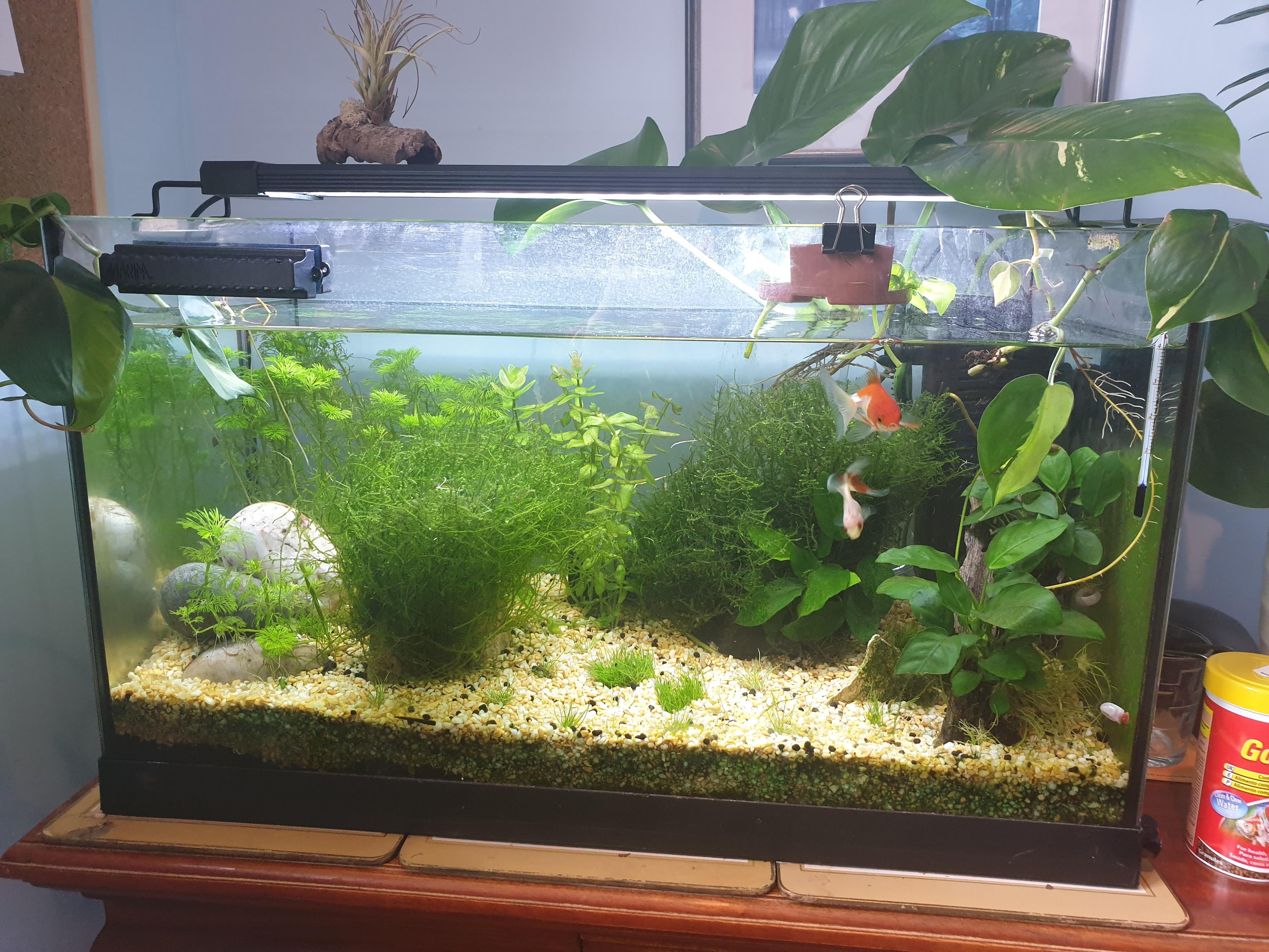 My planted goldfish tank after a trim pothos, philodendron and some