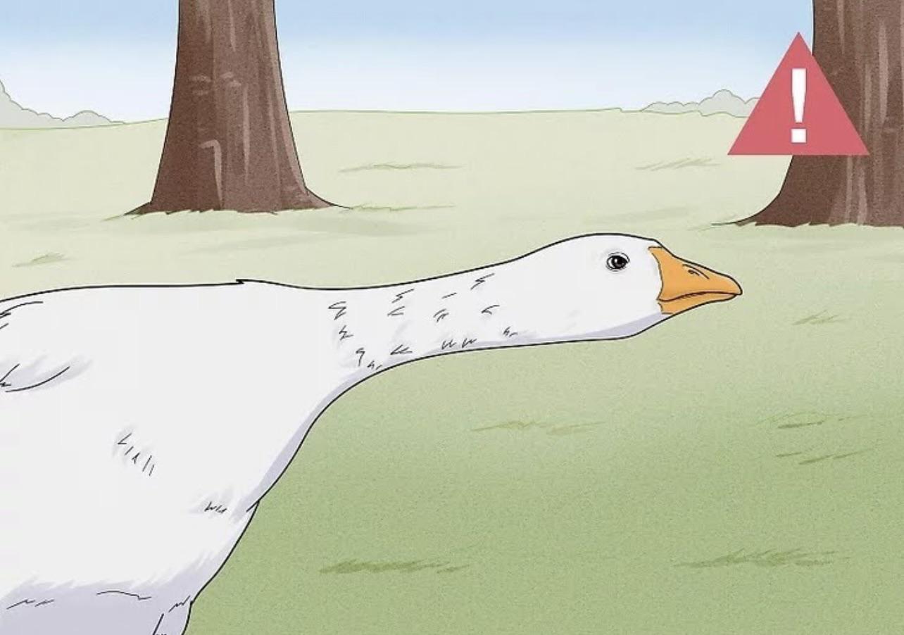 How to piss off a goose DisneyDilemma