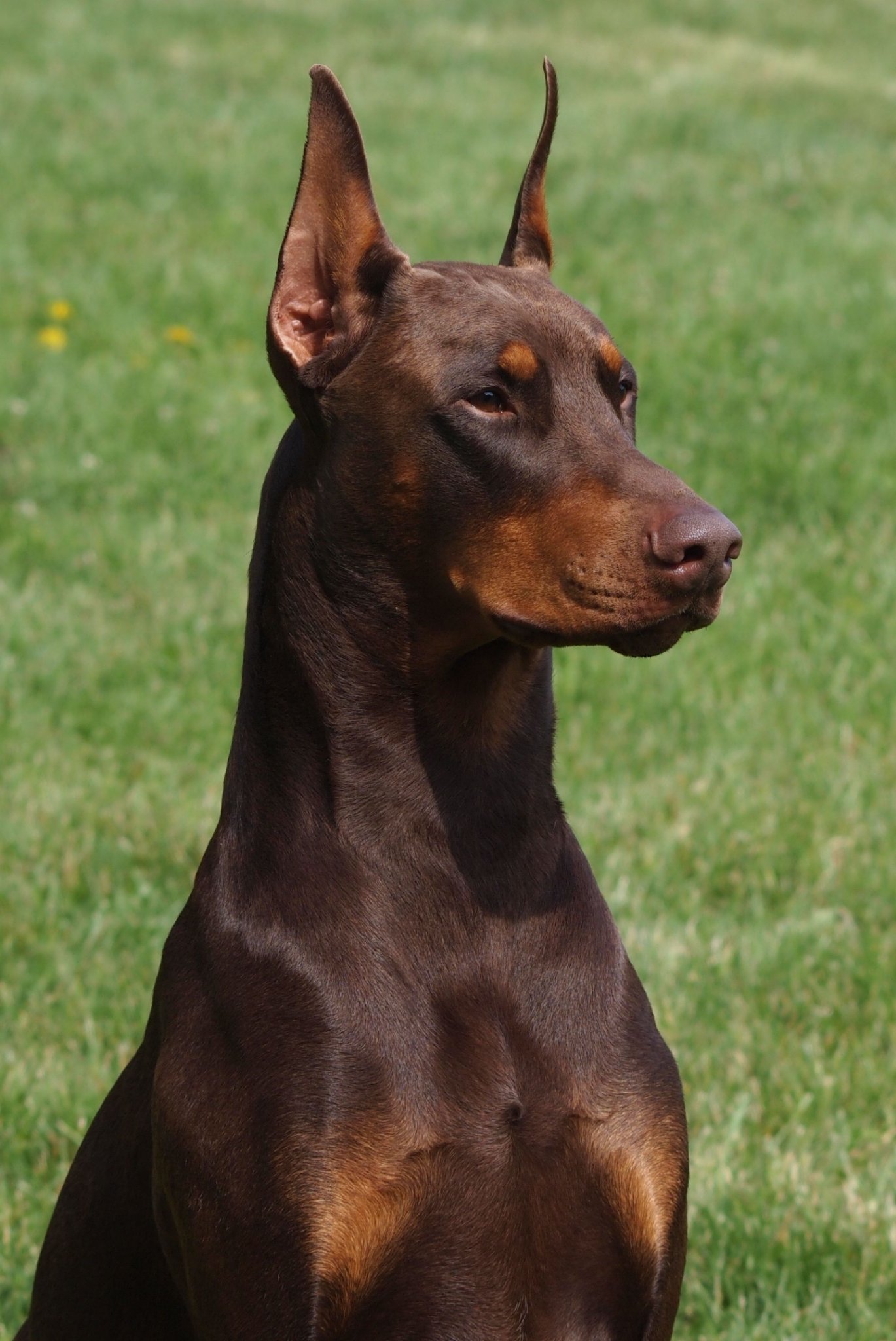 PsBattle This Brown Doberman on the field LOLZ