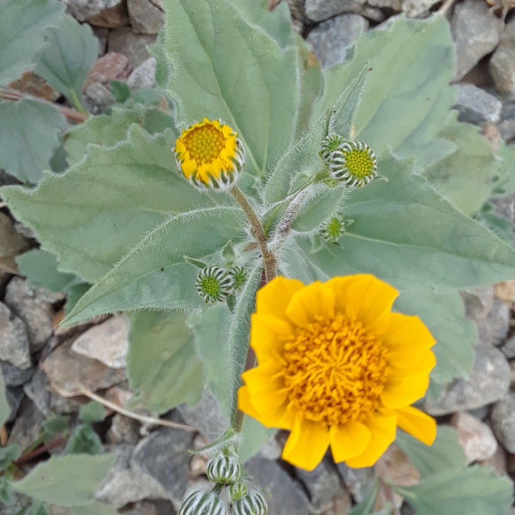 Yellow wildflower with hairy leaves and stems? Yuma AZ r/whatsthisplant