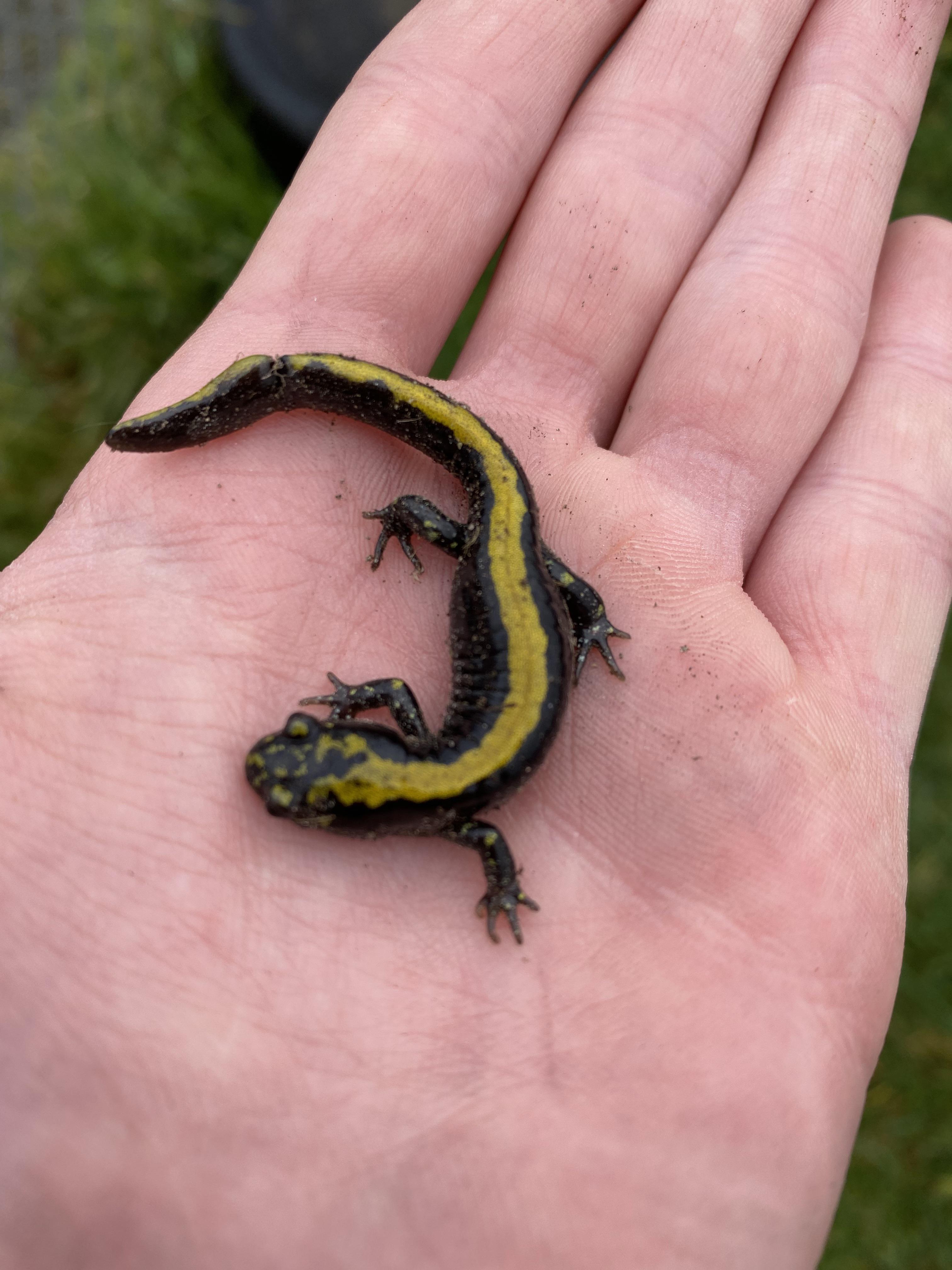 Long toed salamander herpetology