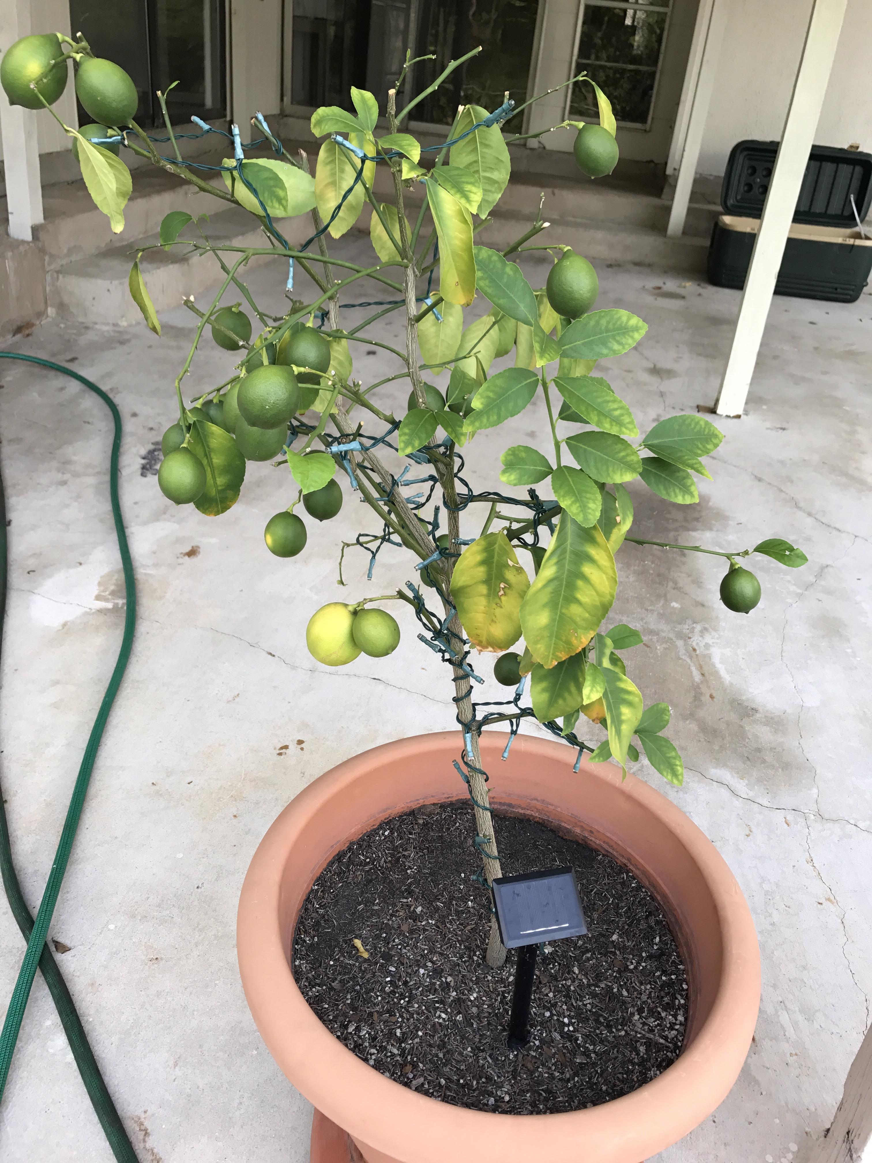 Can my meyer lemon tree be saved? It got a scale infestation earlier