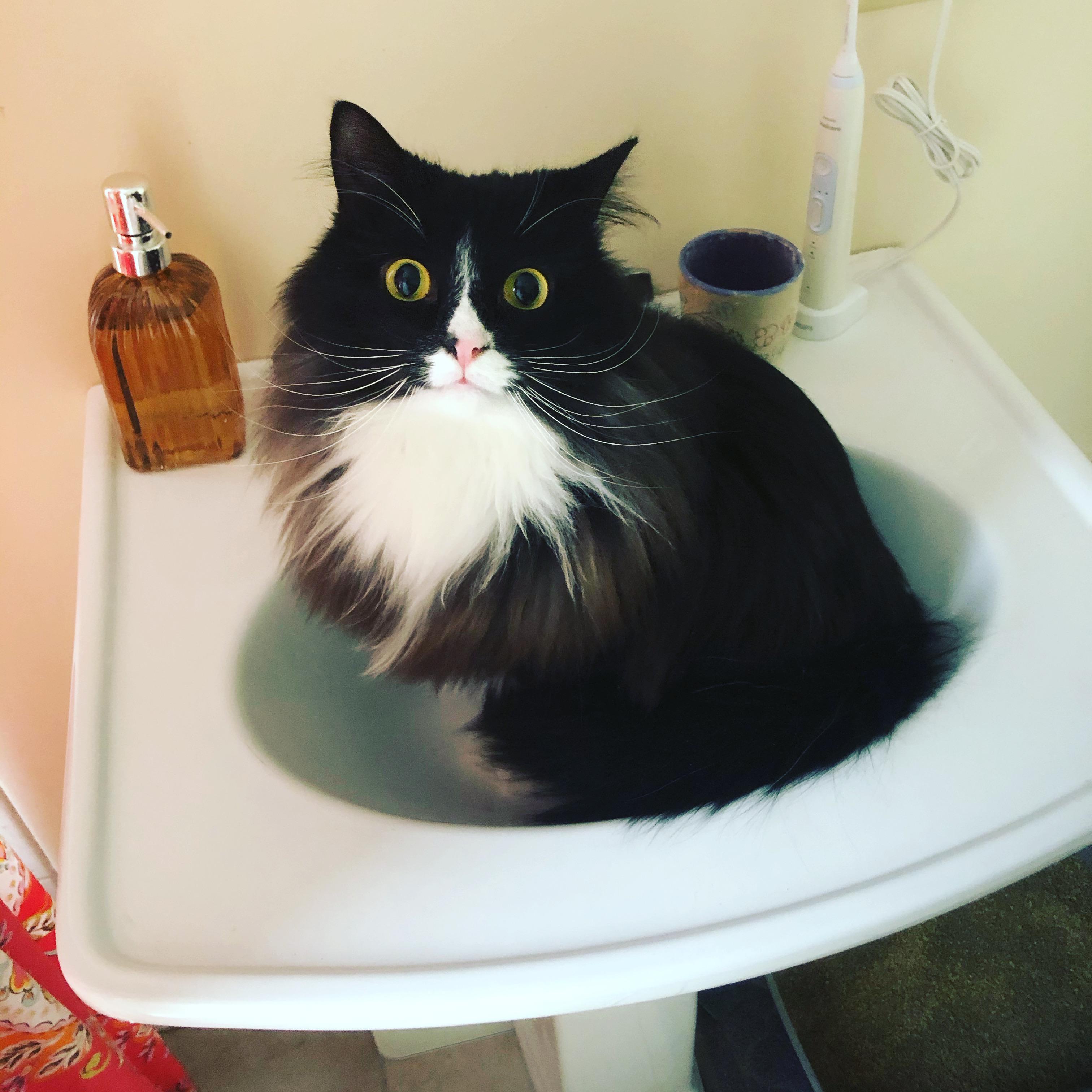 25 best u/stinky_cat_toes images on Pholder Cats Are Assholes