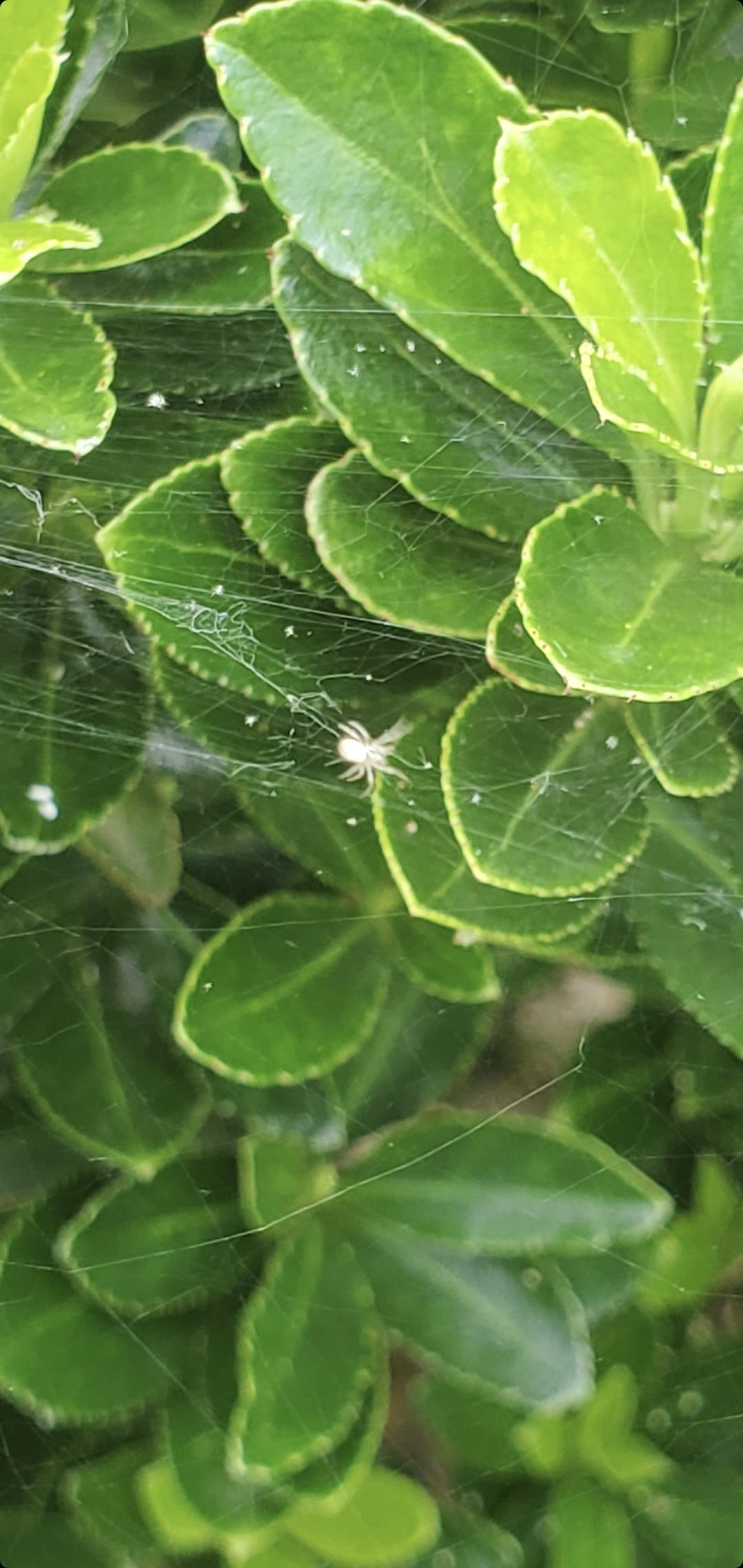 Have SEVERAL of this tiny white spiders making a webs together all over