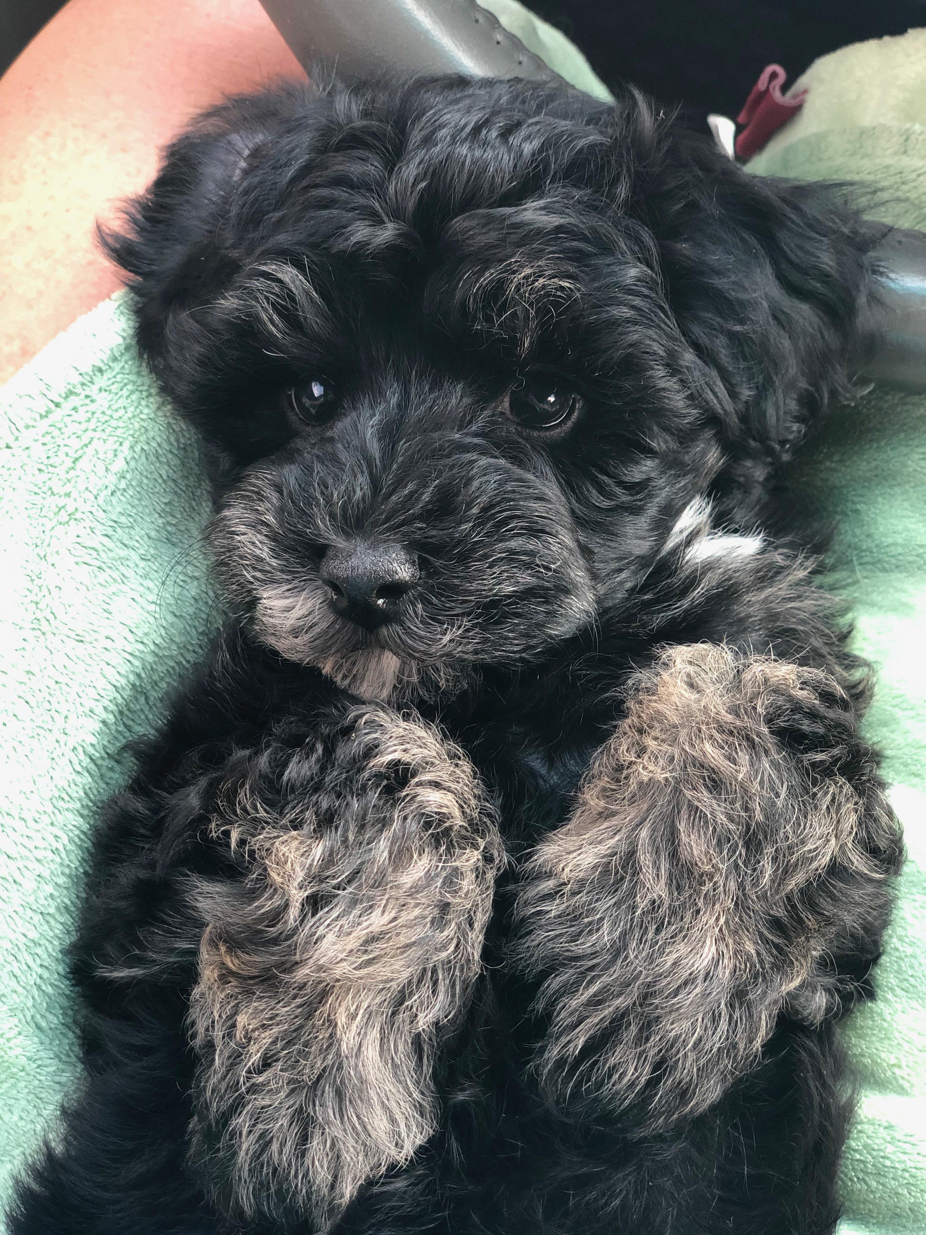 ???I ur new floof furever??? Lila The Schnoodle (adoption day) r/aww