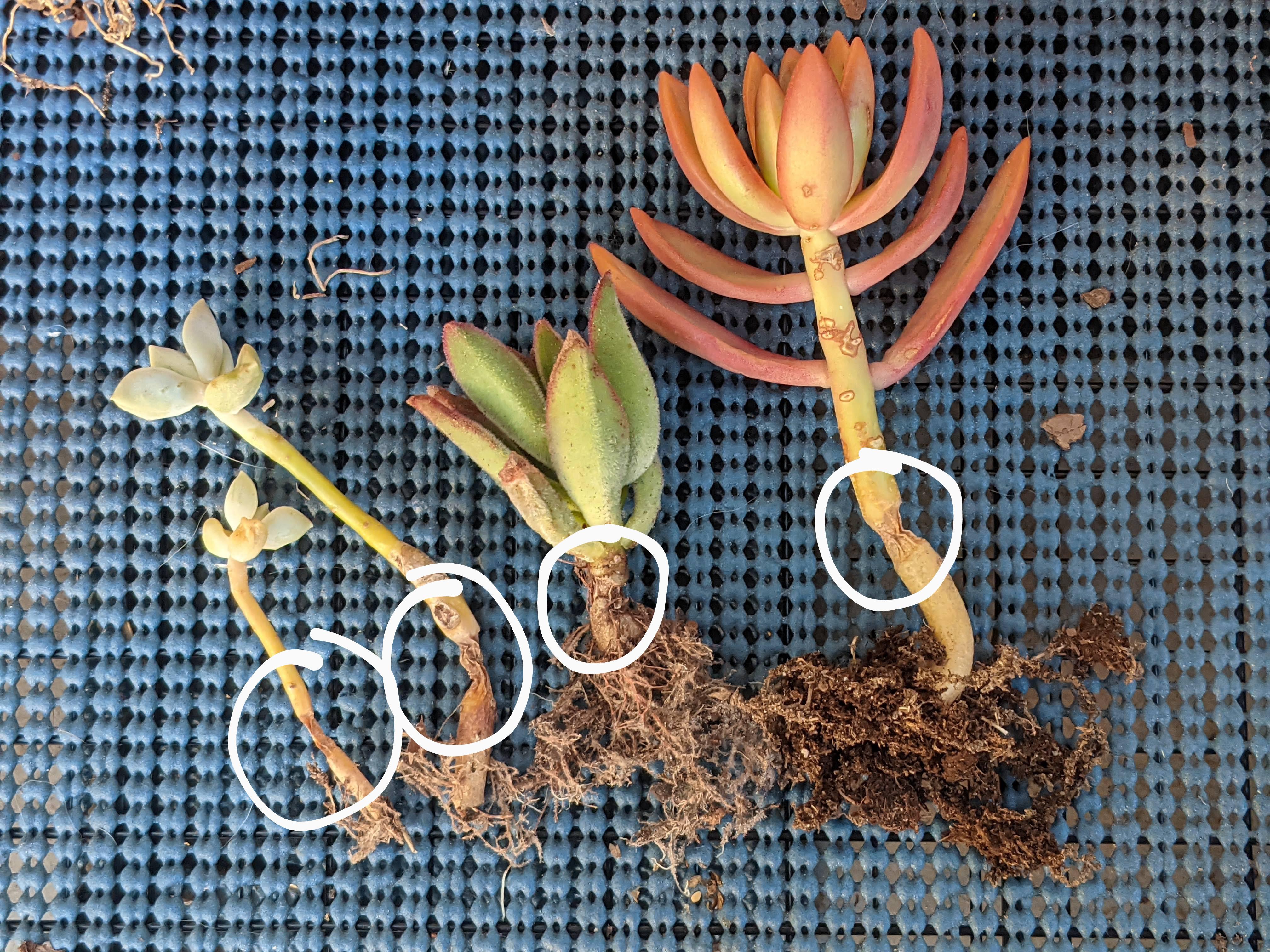 Can anyone help me figure out why my plants' stems are withering only