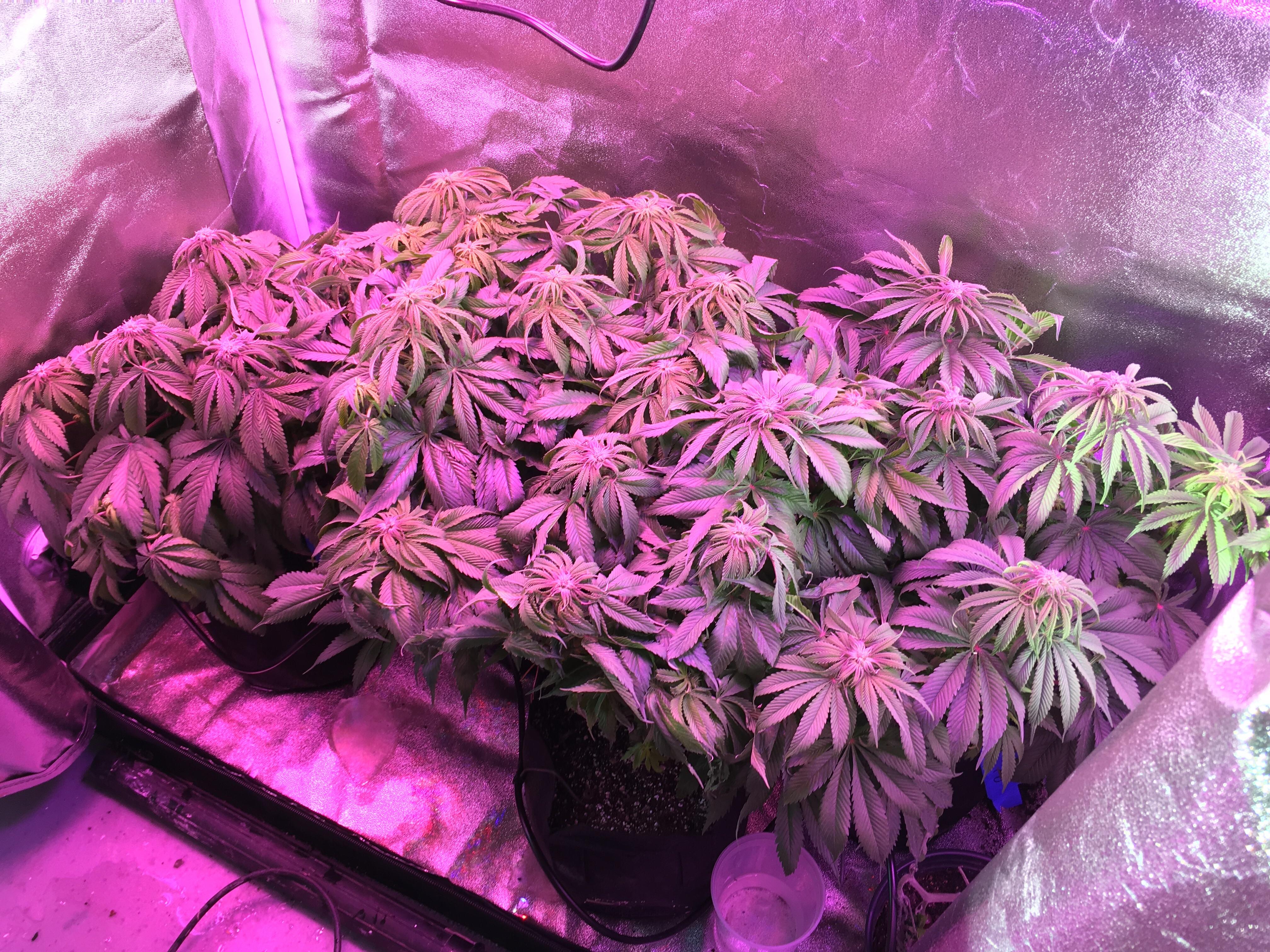 Frozen Plants, should I toss and start over? microgrowery