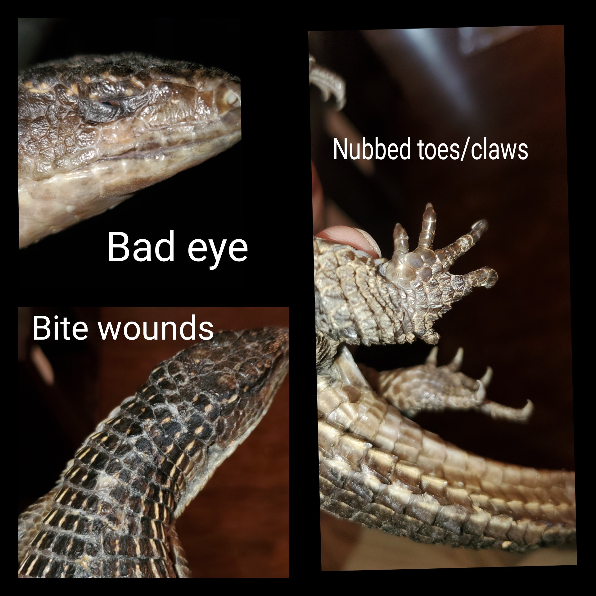 A giant plated lizard i adopted today. His owner housed multiple of