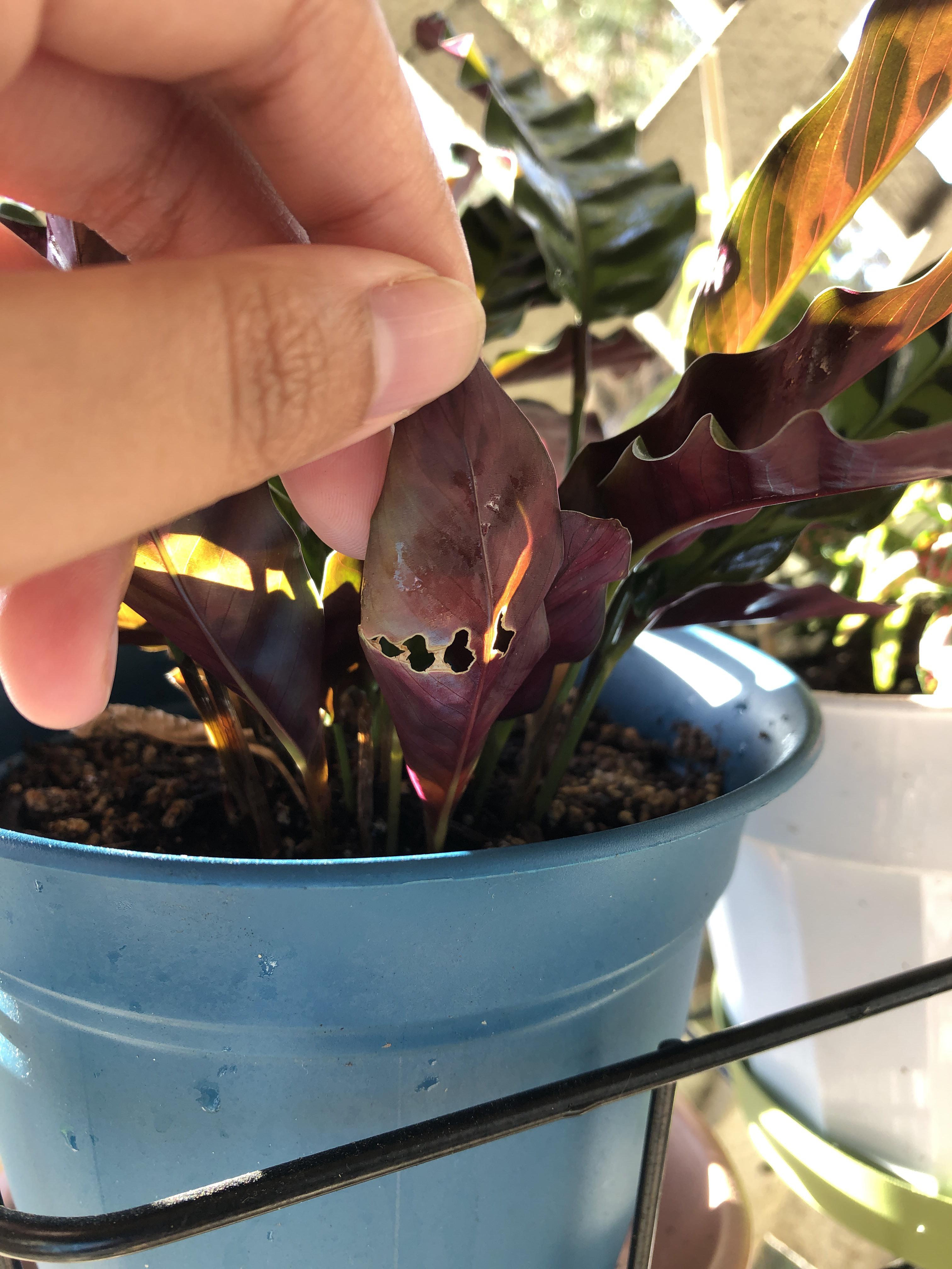 What’s eating away at my Calathea Rattlesnake plant? r/plantclinic