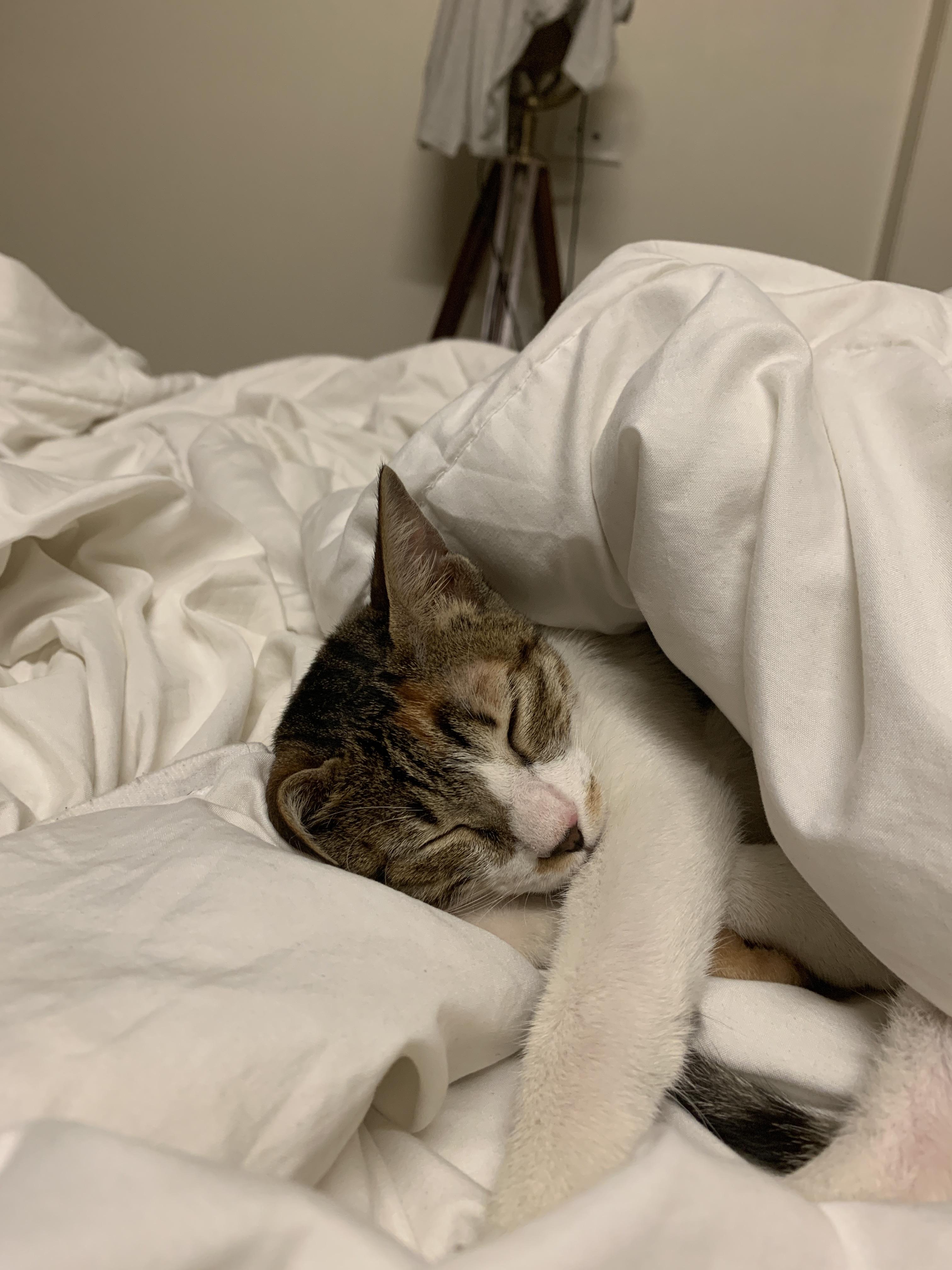 I am feeling cold, but the cat is feeling cold too. Meet Baka ! r/aww
