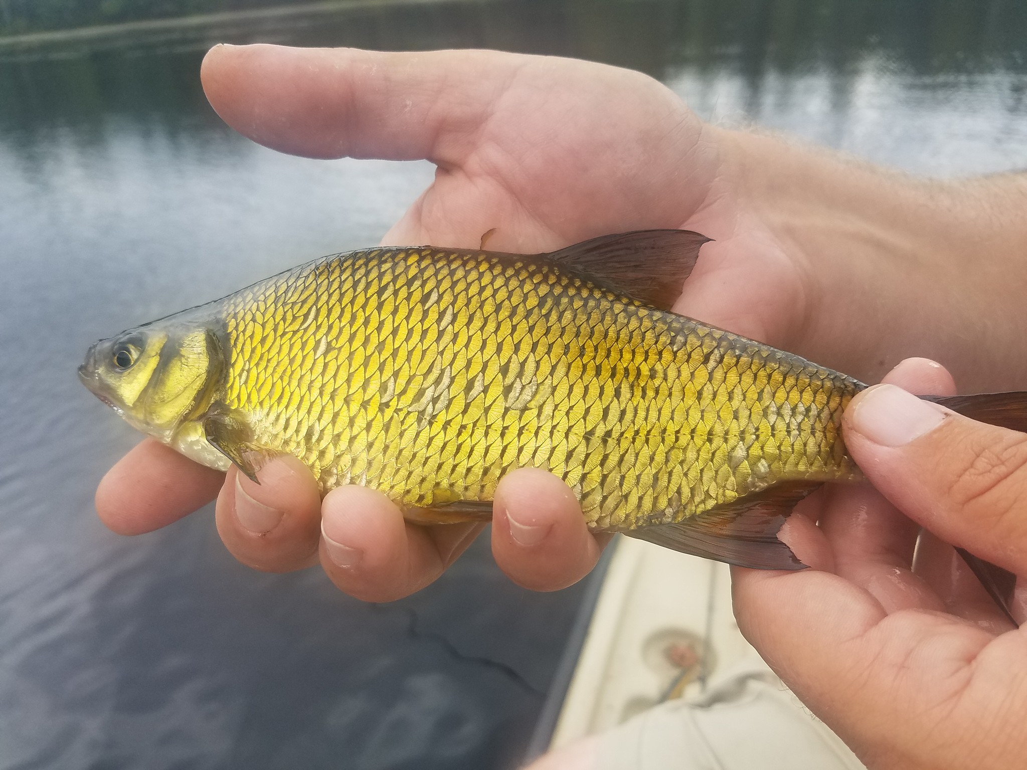 Large Golden Shiner Fishing