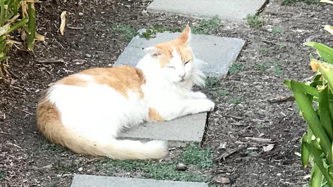 Just soaking up some vitamin D cats