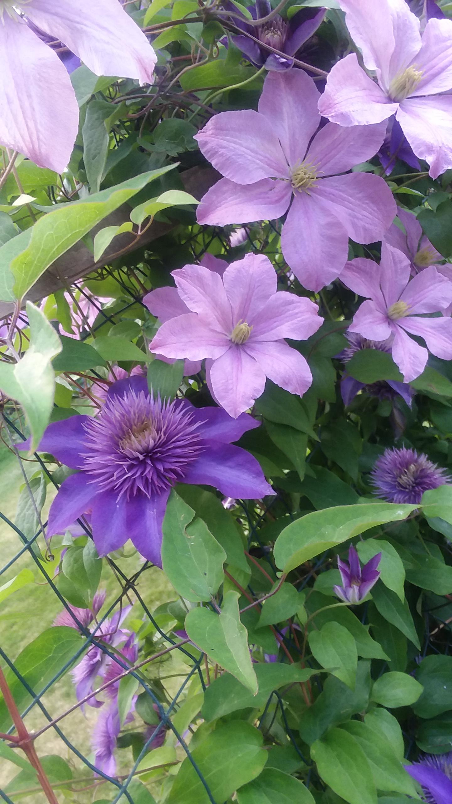 Why does our clematis start the summer with the dark fluffy blooms