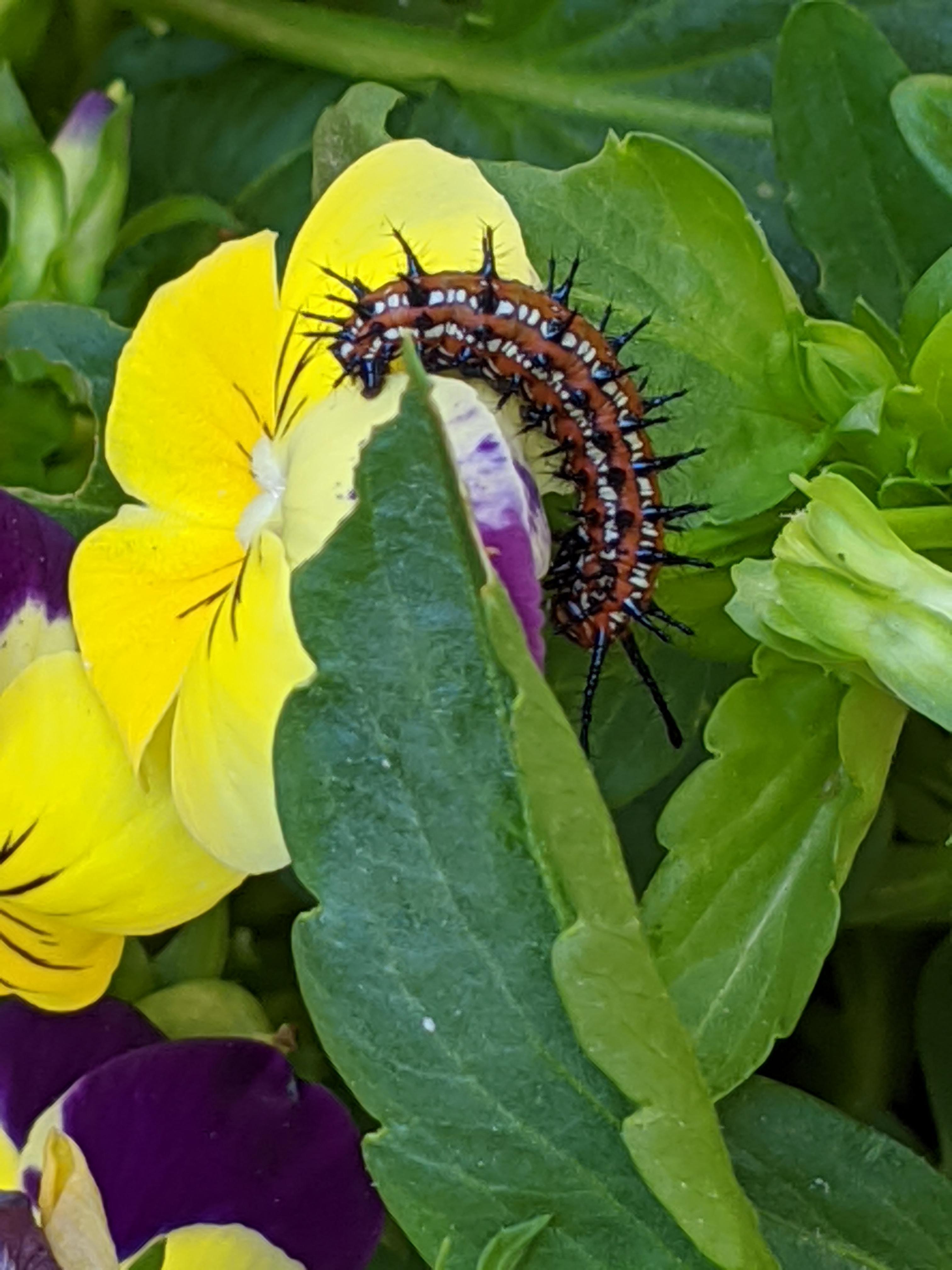 In Denver suburbs, 5b. Wife is certain this is what is eating her pansy