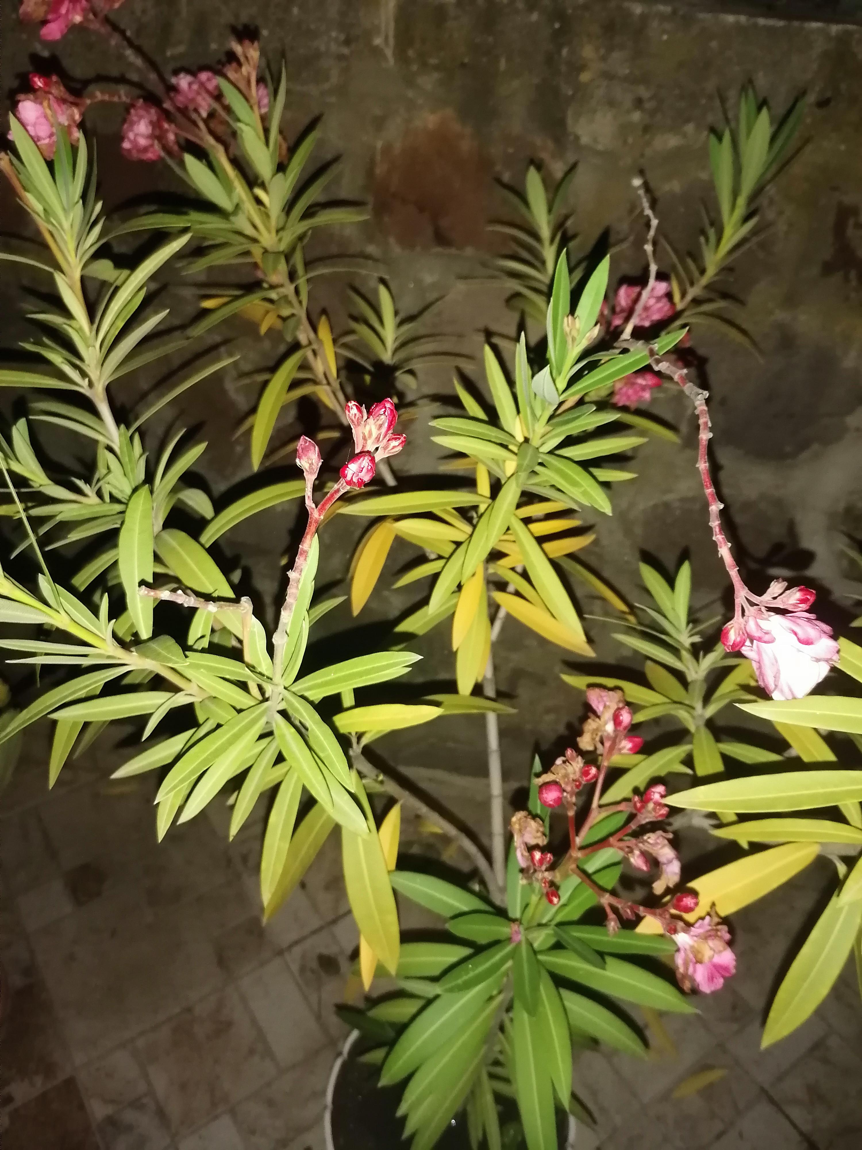 does anyone know why my oleander has so many yellow leaves, I water it