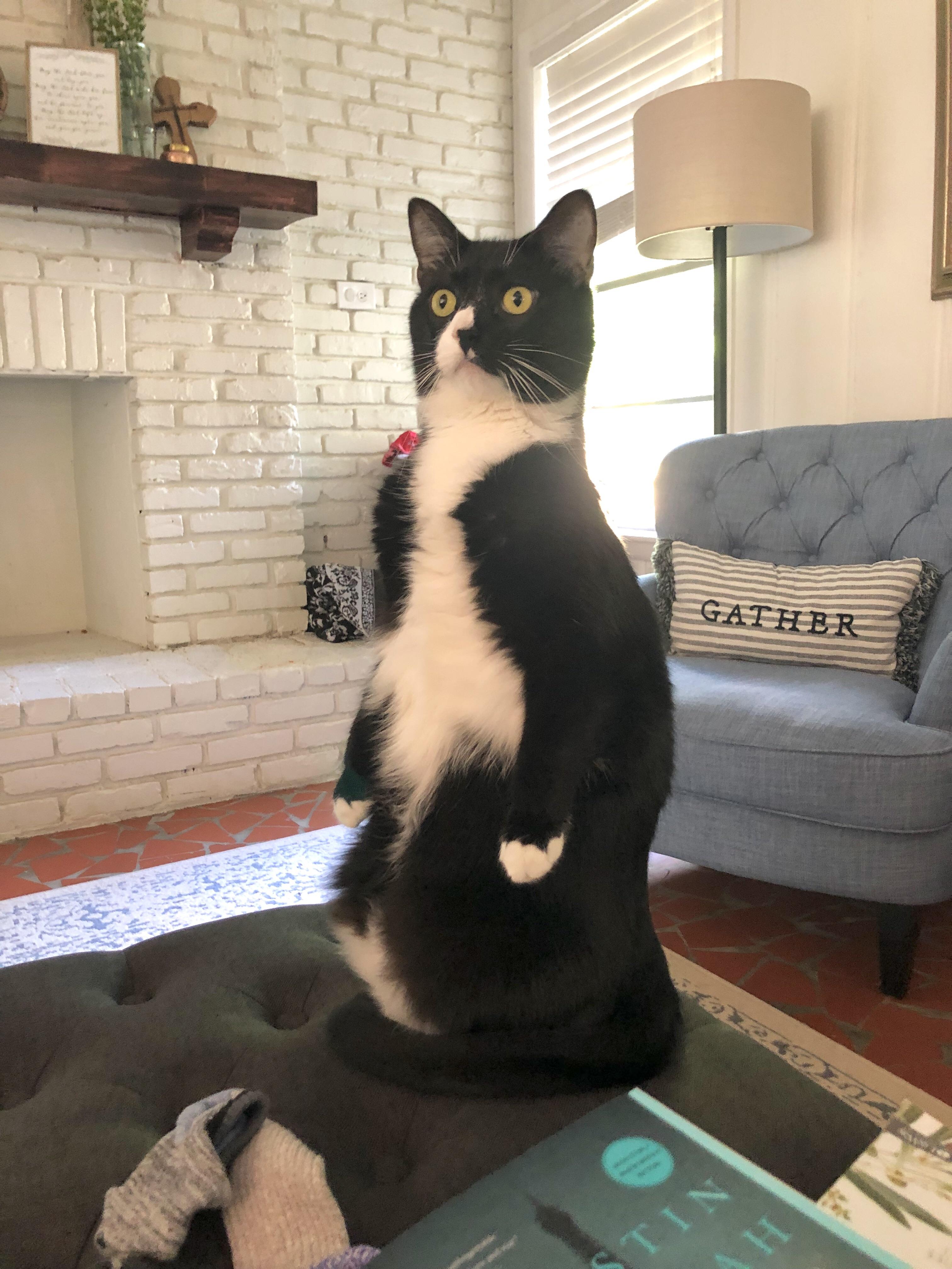 But Lt. Dan, you ain’t got no legs. WhatsWrongWithYourCat