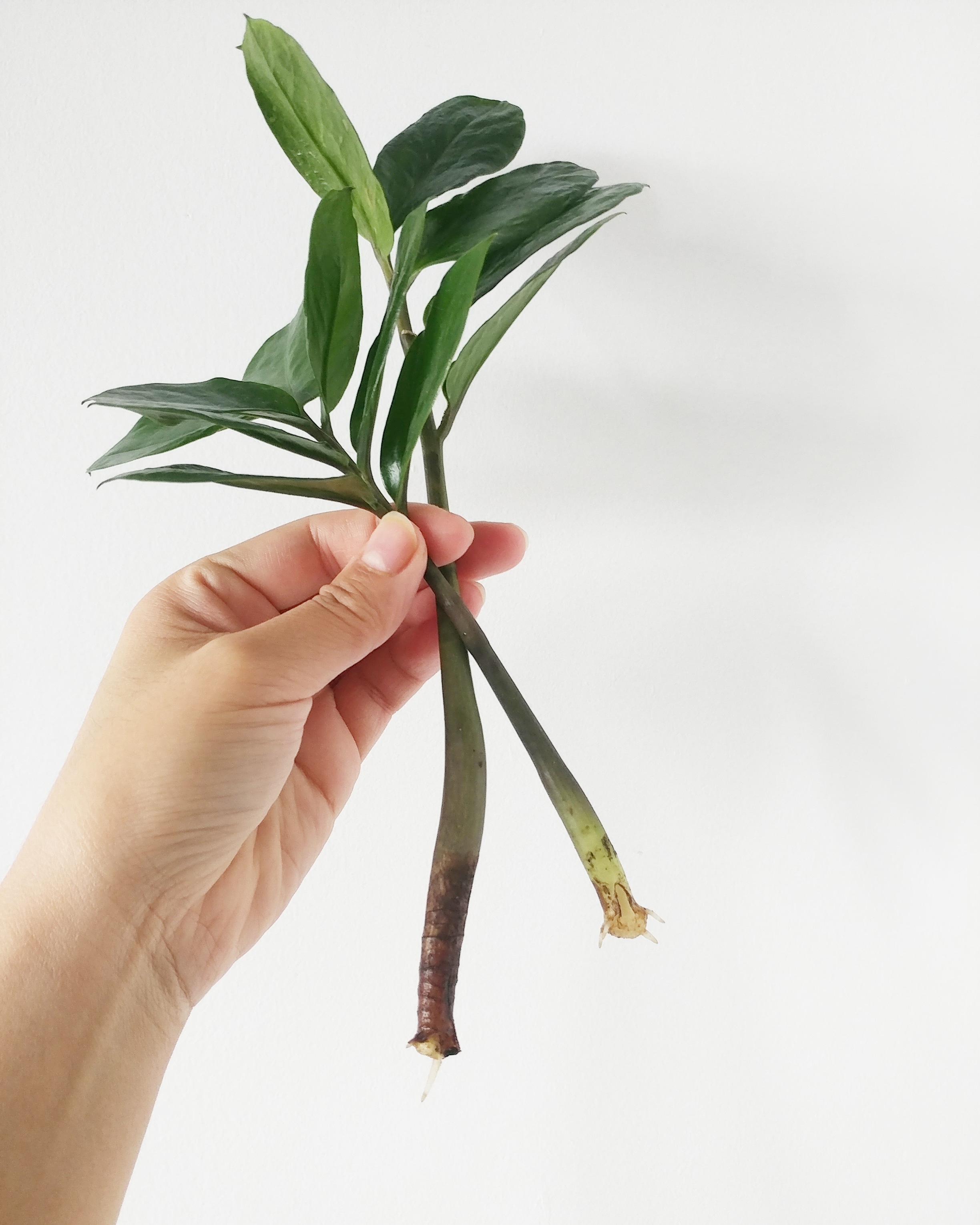 Rooted ZZ stems. 😍😍😍Yes! Finally! *I accidently broke off a couple of