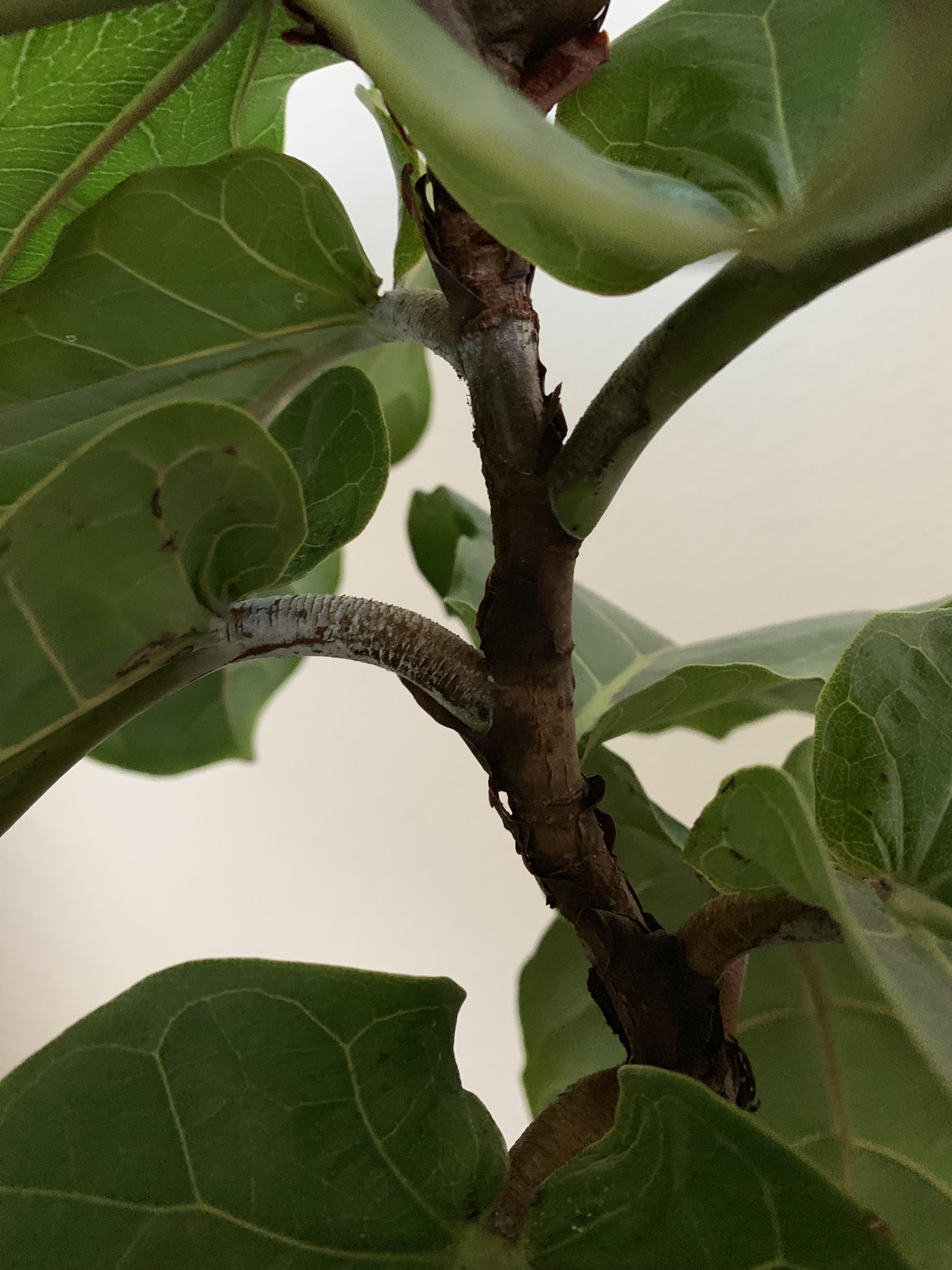 Is this powdery mildew? fiddleleaffig