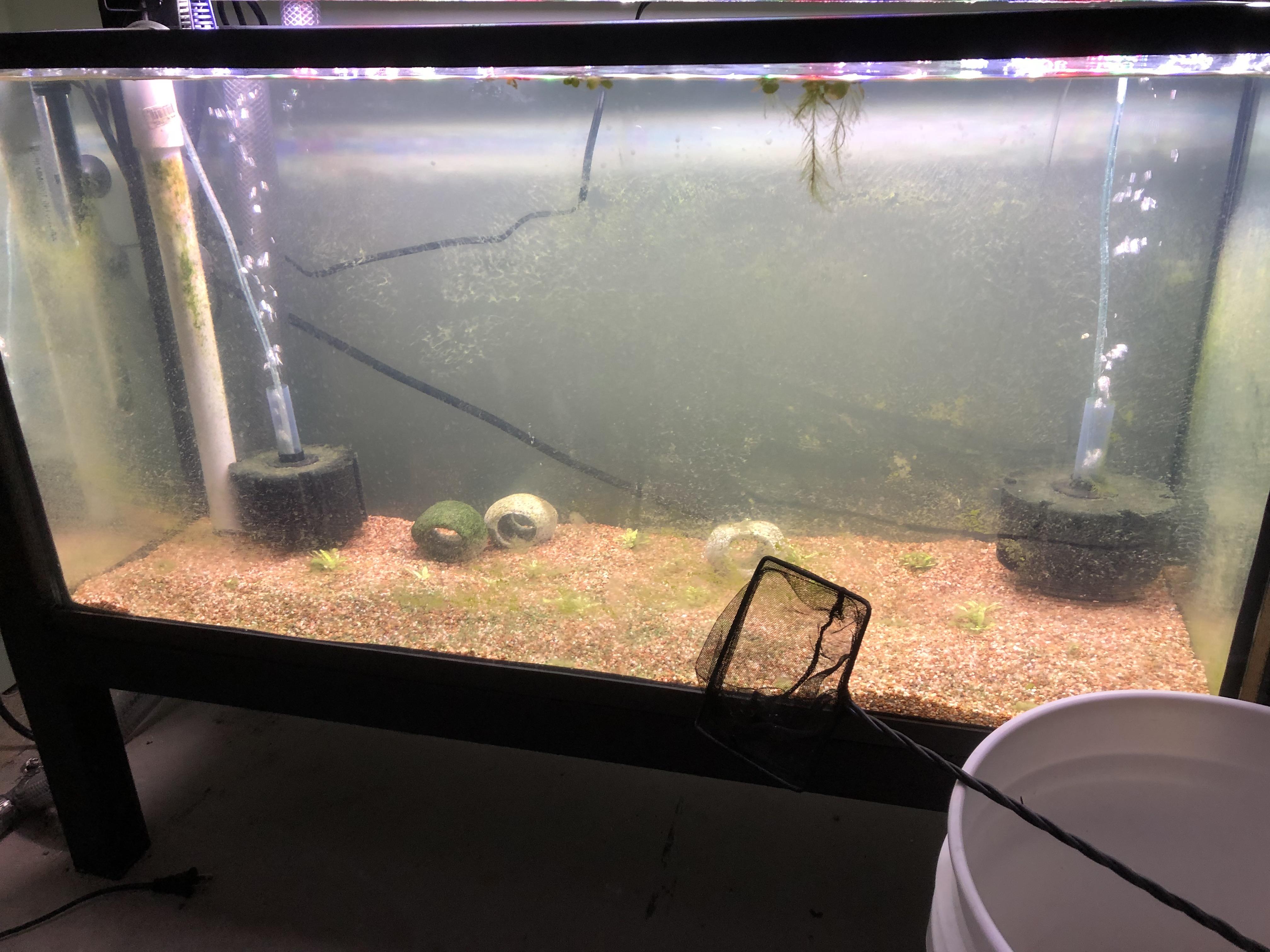 Anyone here who has successfully cultured Daphnia (water fleas)? Would