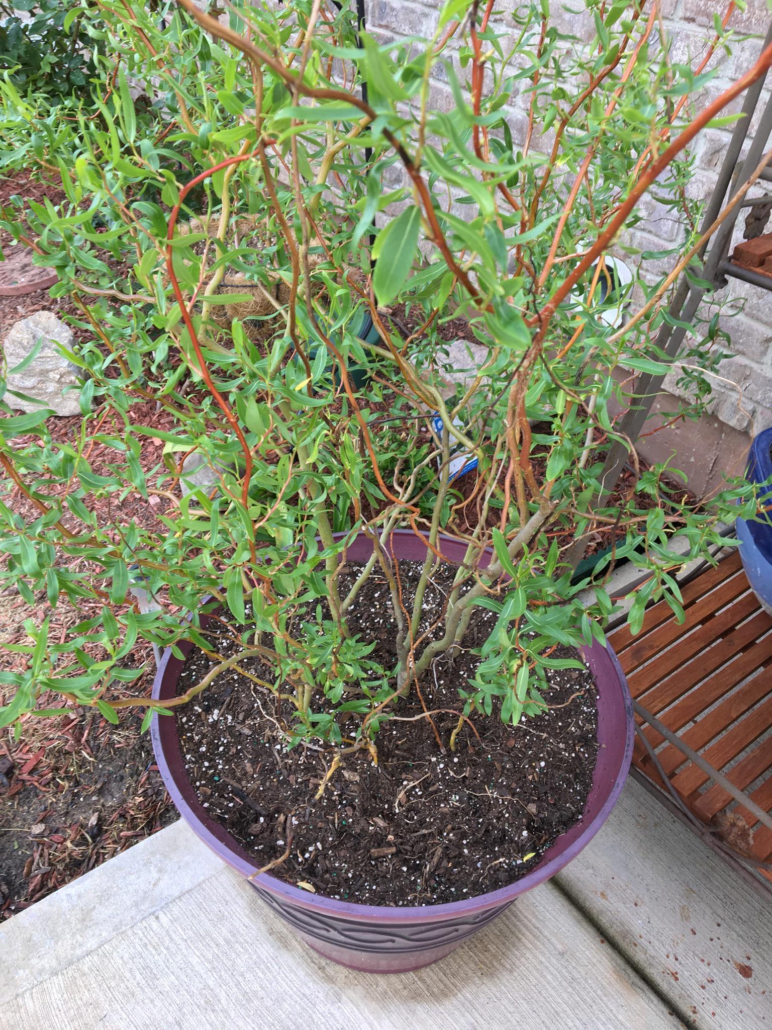 At my grandma’s house in Dayton Ohio. These were in my grandpa’s