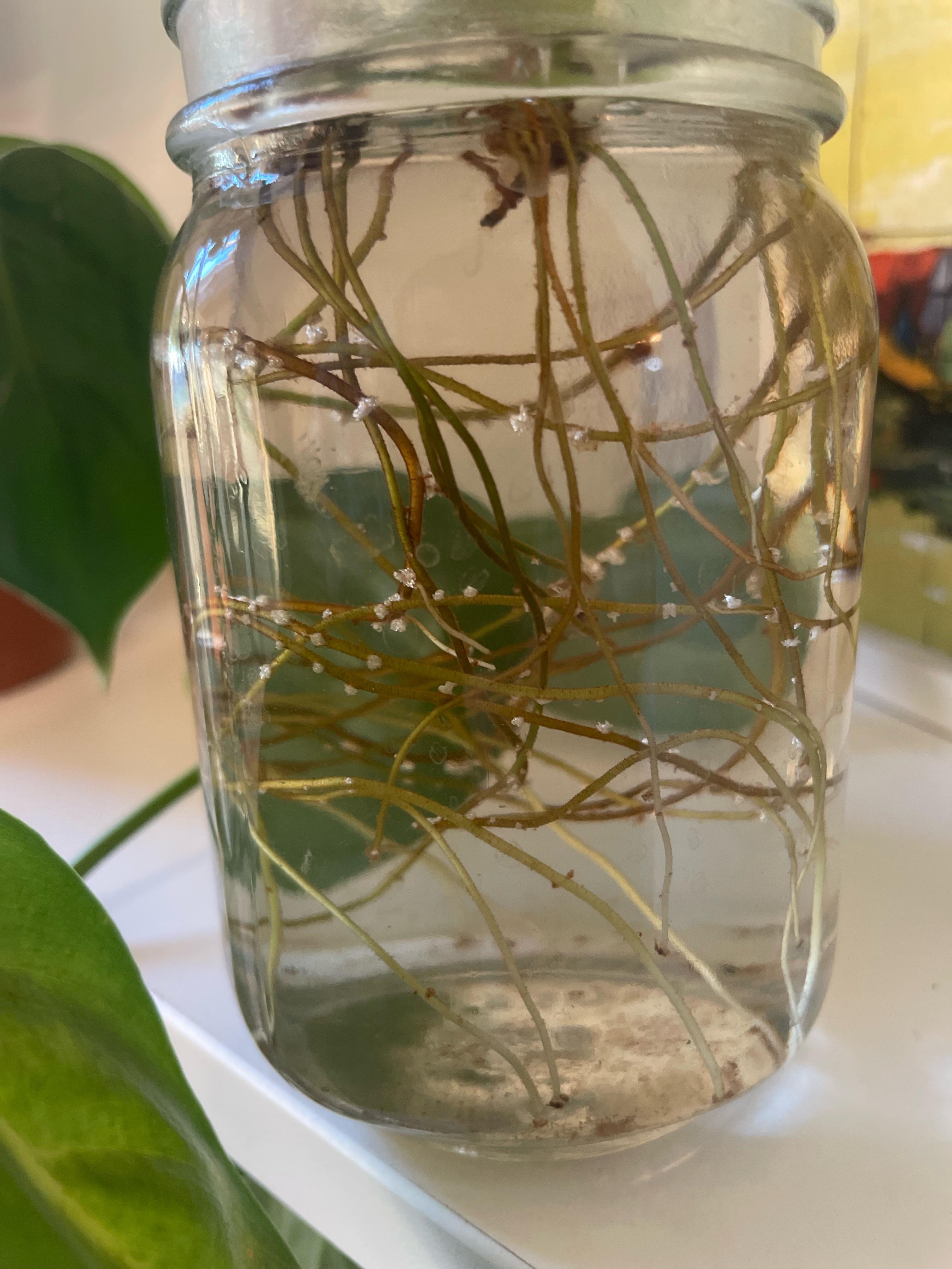 White build up on roots?? Water propagating this philo and it's