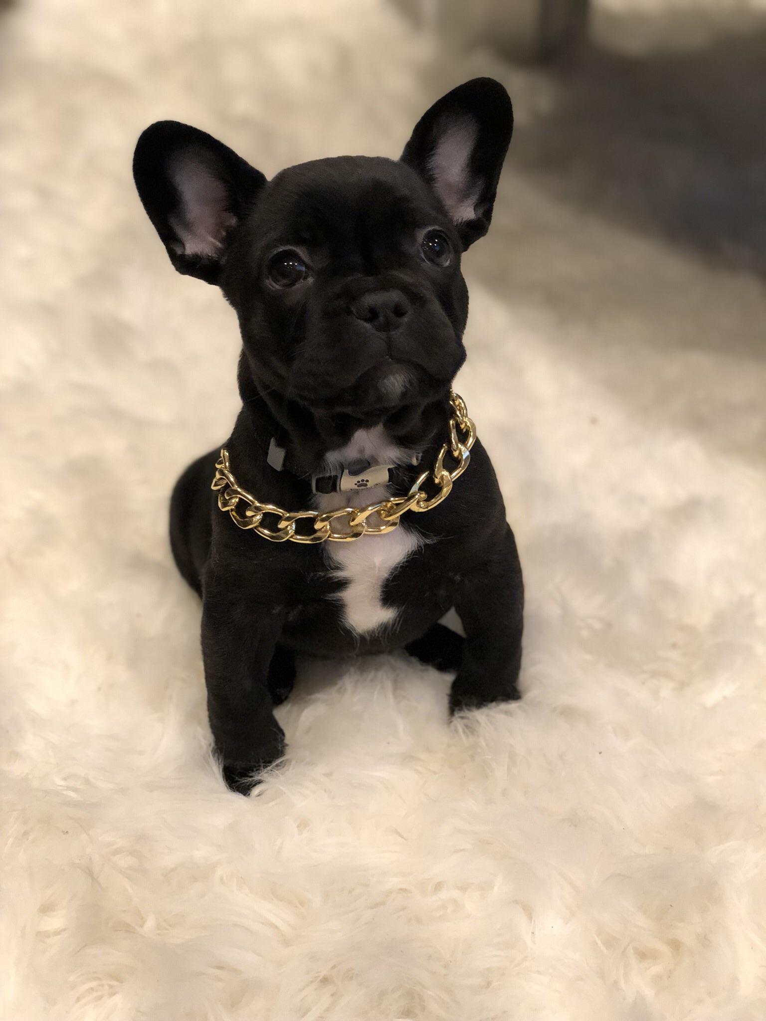 French Bulldog Puppies With Gold Chain / Thick Gold Chain Pets Safety