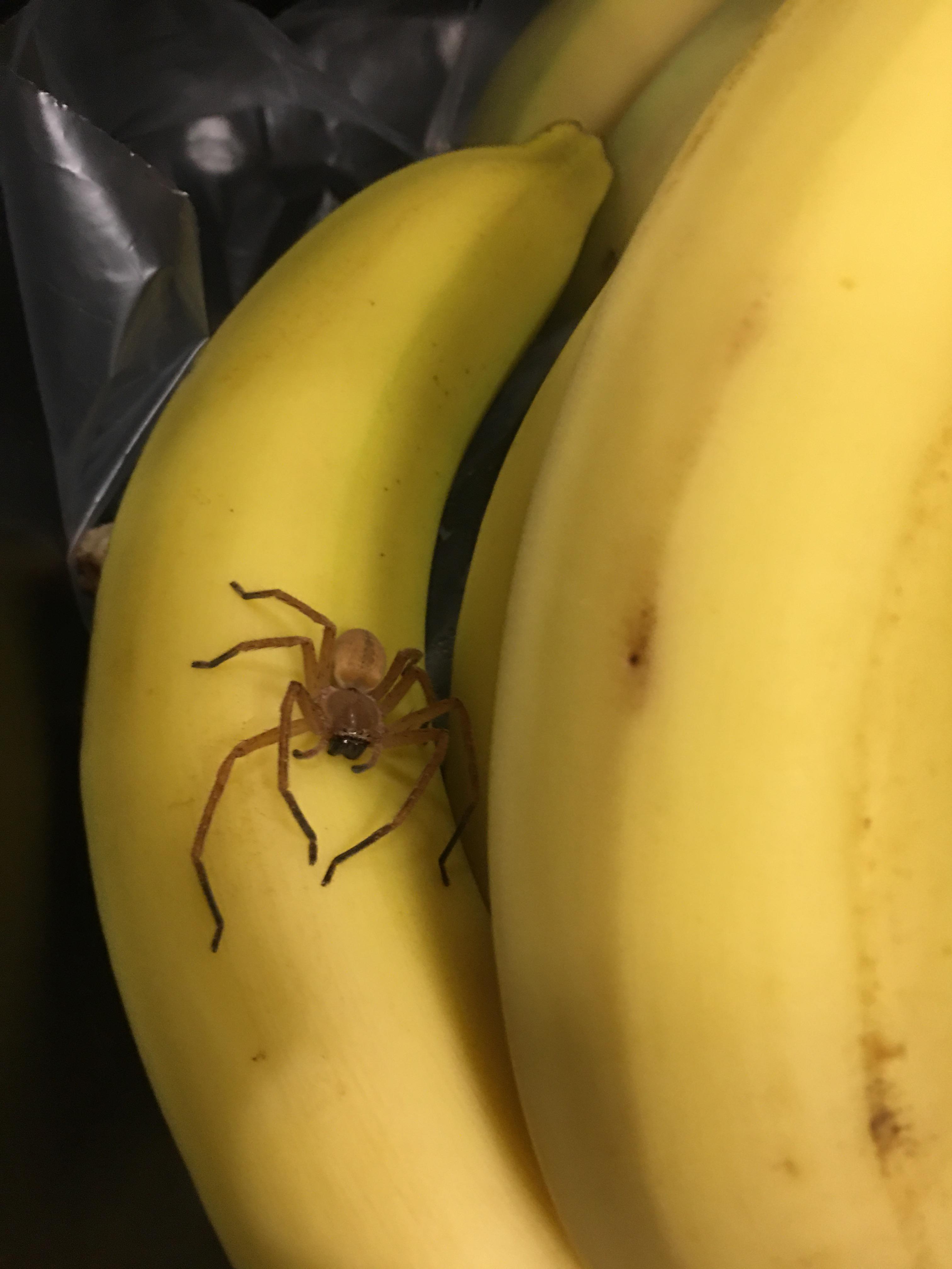 Does anyone know what spider this? Did I risk my life bagging these