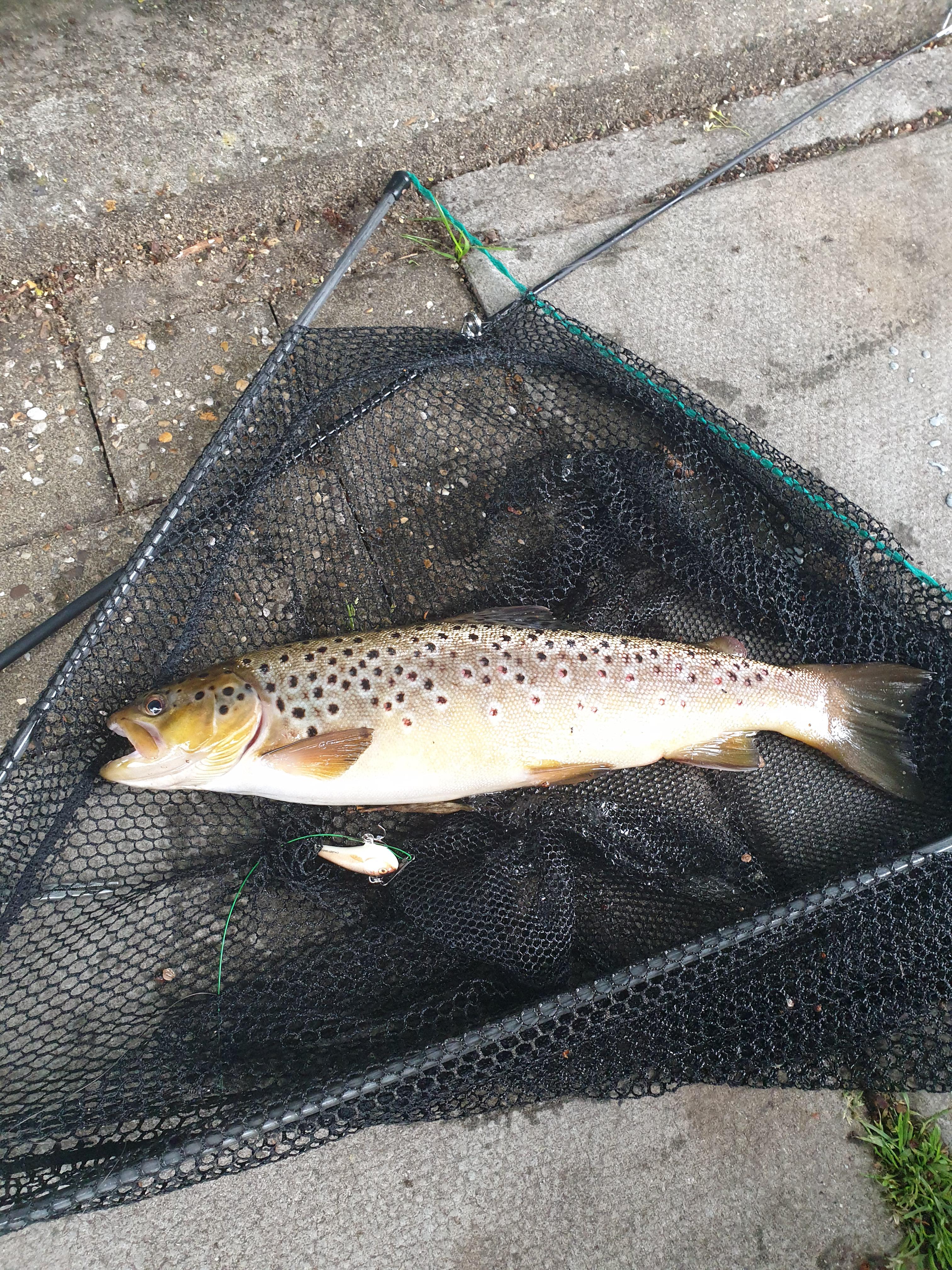 First wild trout. Not the biggest, but well pleased! r/Fishing