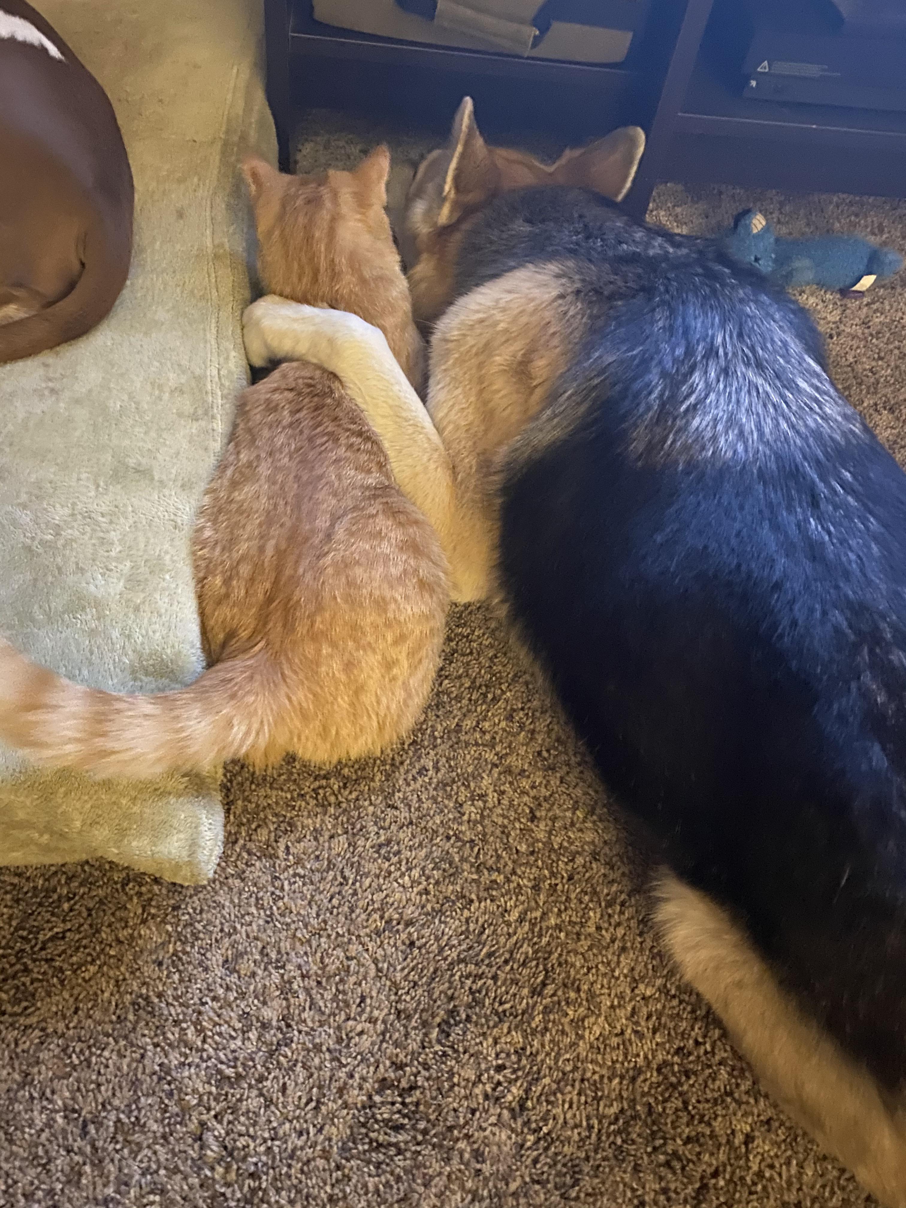 Best friends since day 1 r/aww