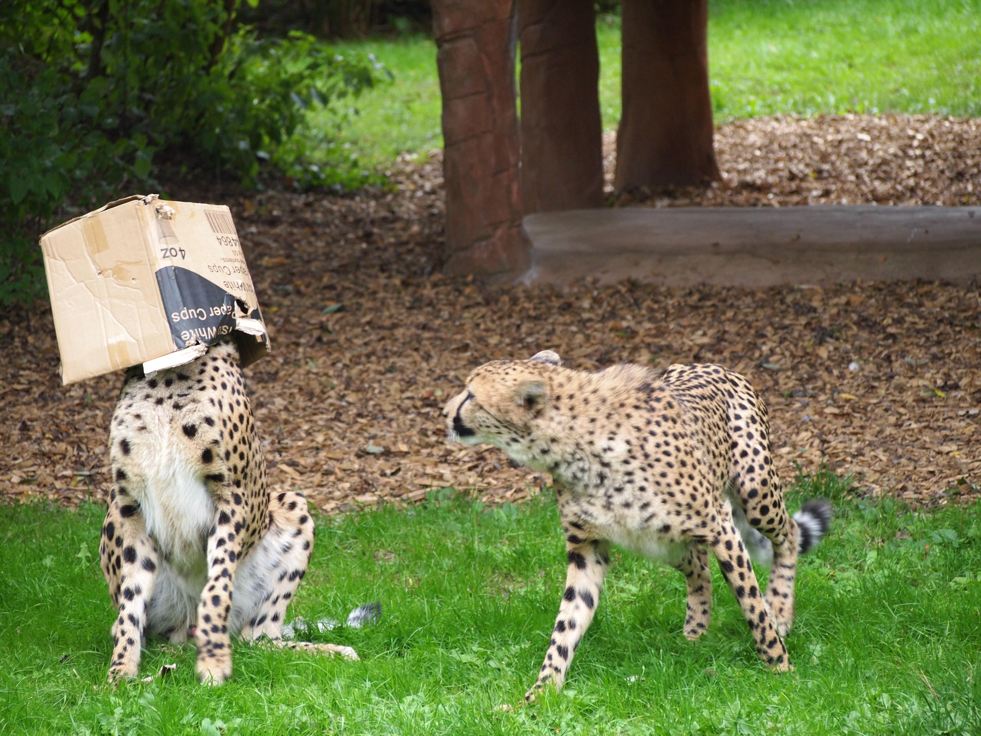 Cheetahs Are majestic big cats. Also Cheetahs r/AnimalsBeingDerps