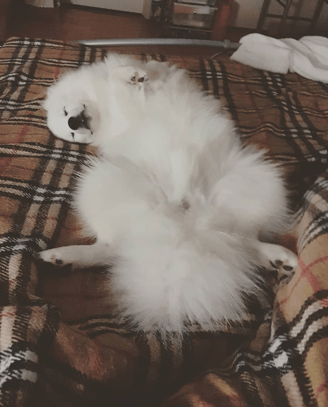 My very own professional bed hogger r/aww