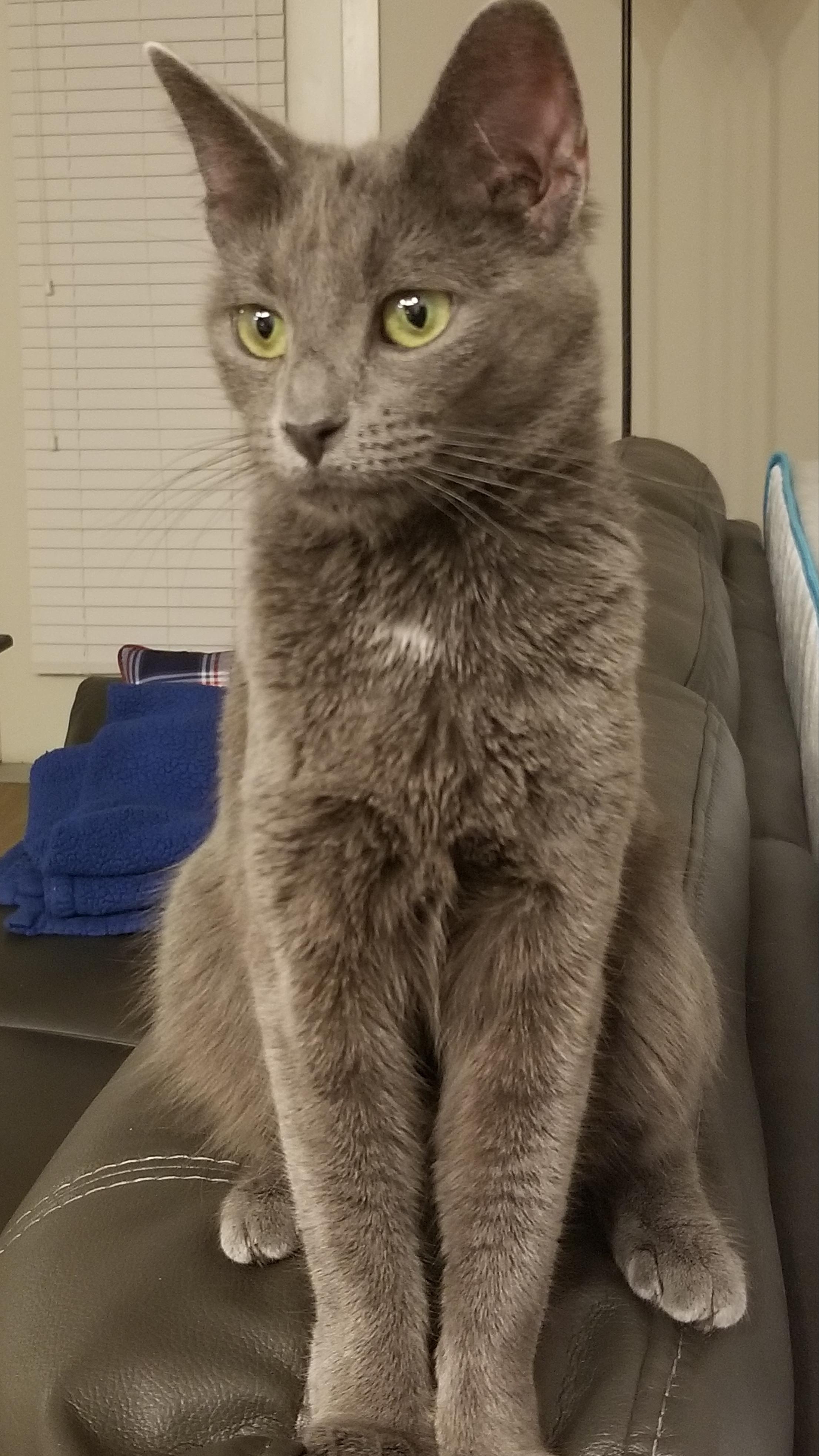 Adopted shelter Russian Blue (?) r/russianblue