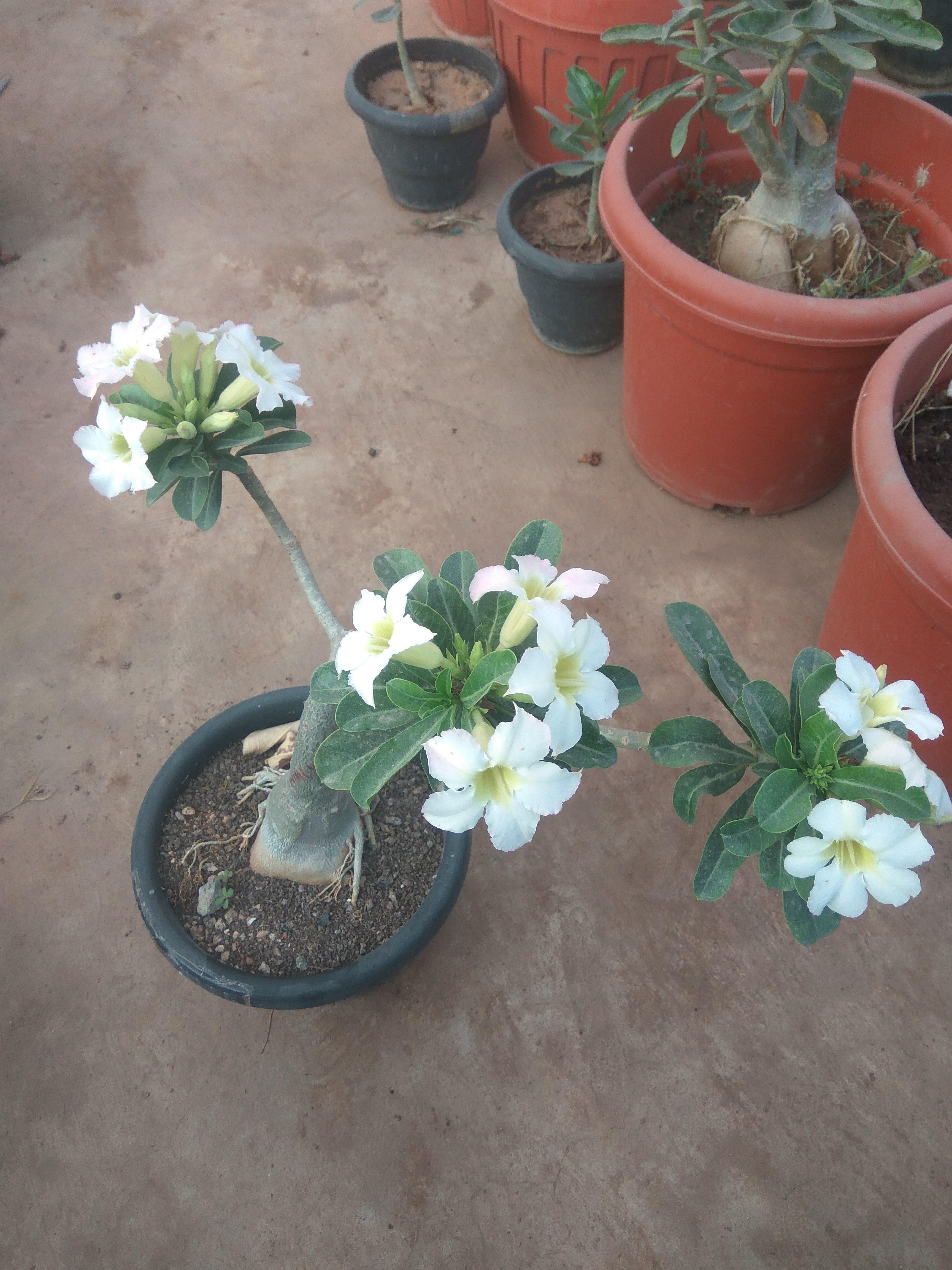 Beautiful White adenium plant r/gardening