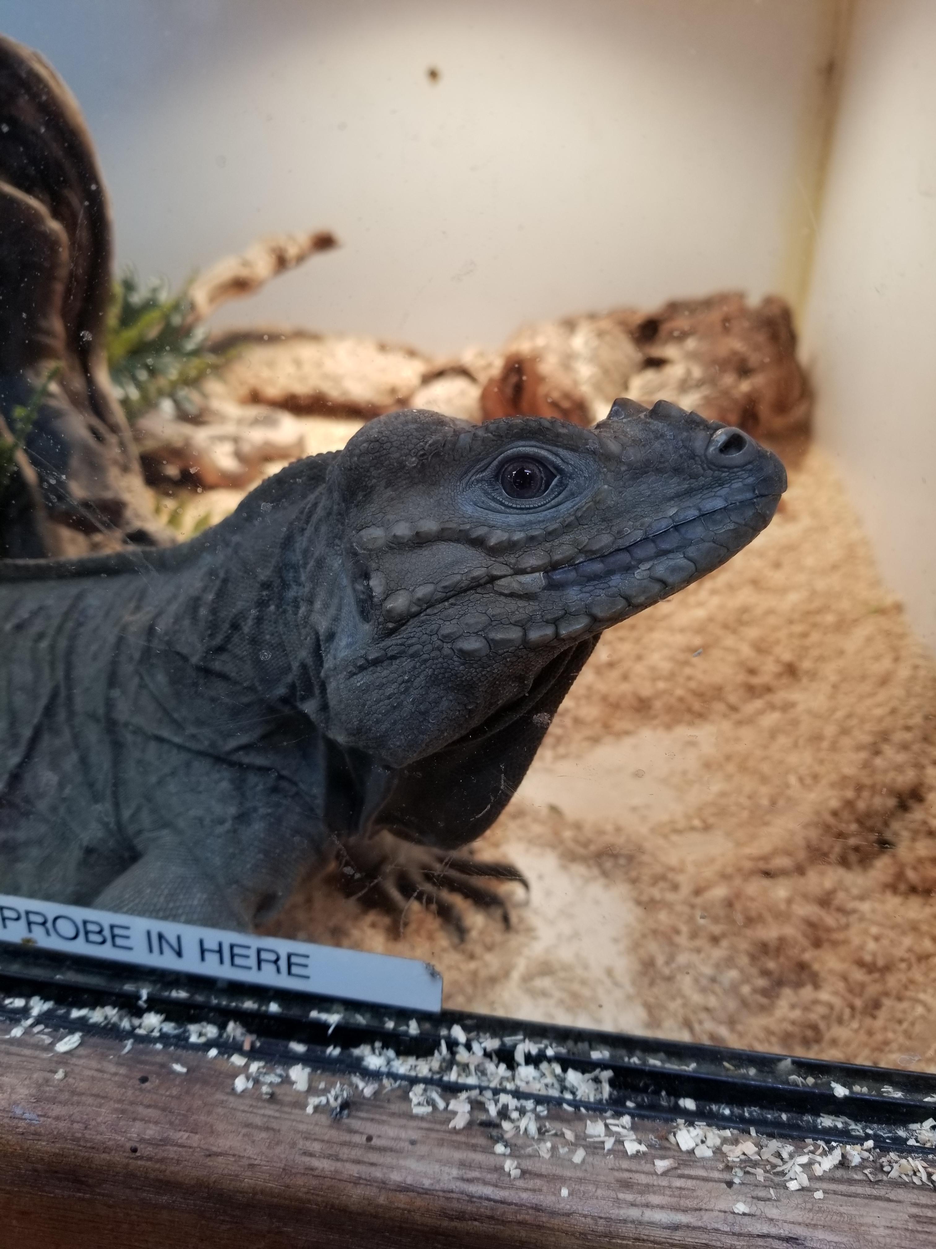 My dream lizard. Saw this guy at East Bay Vivariums today! r/reptiles
