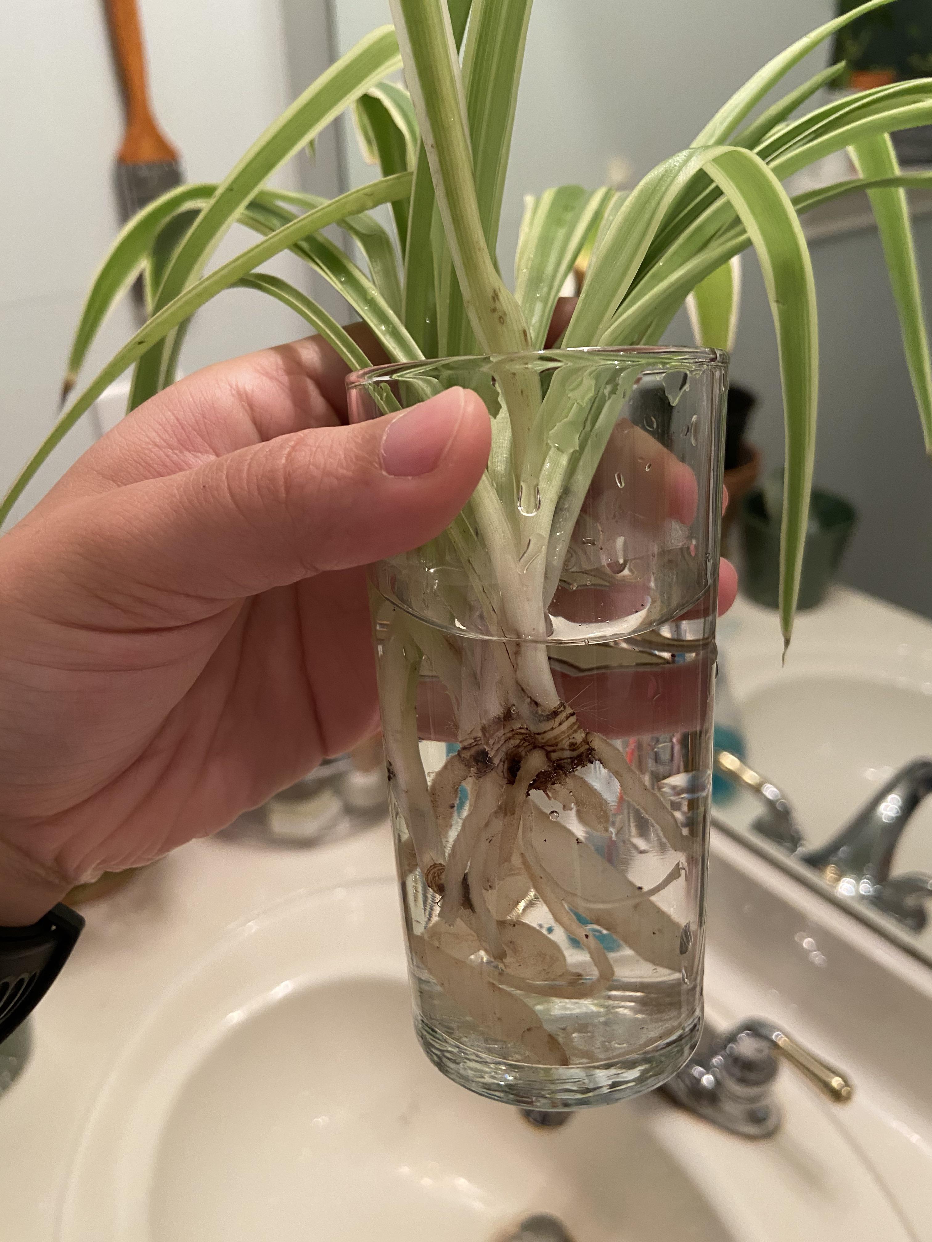 Root rot has struck my spider plant!! I've cut off all of the mushy
