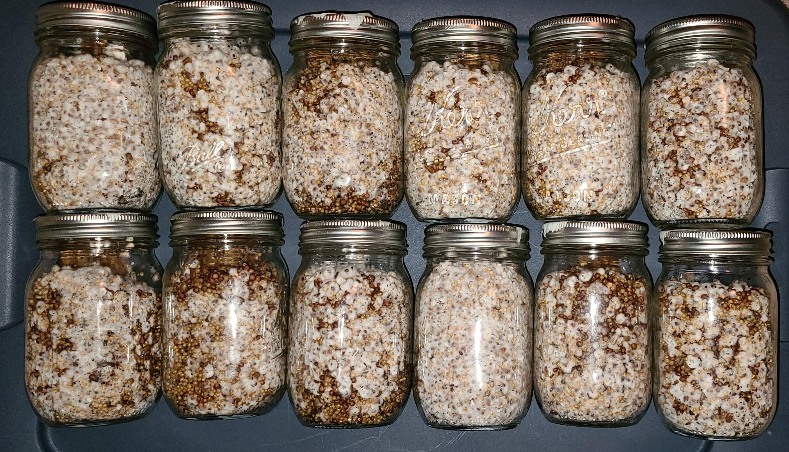 48 hours after Grain to Grain Transfer!!! Golden Teacher jars are